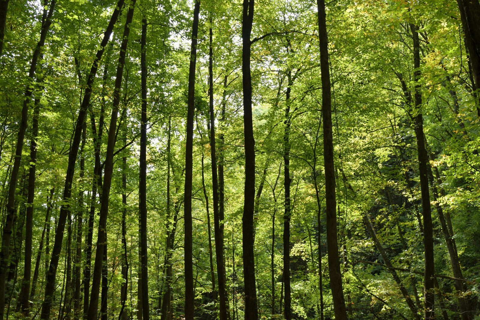Nikon D3300 sample photo. Forest, trees, sunlight photography