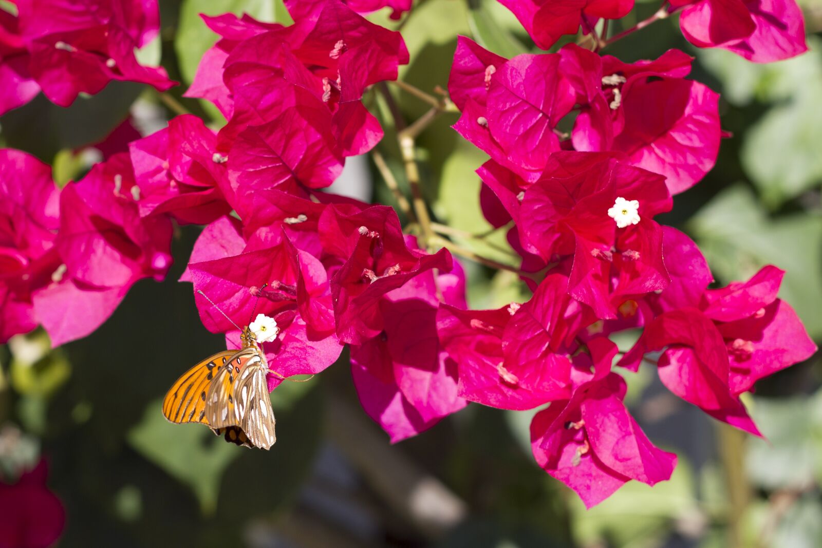 Canon EF 50mm F1.8 II sample photo. Butterfly, flowers, bougainvillea photography