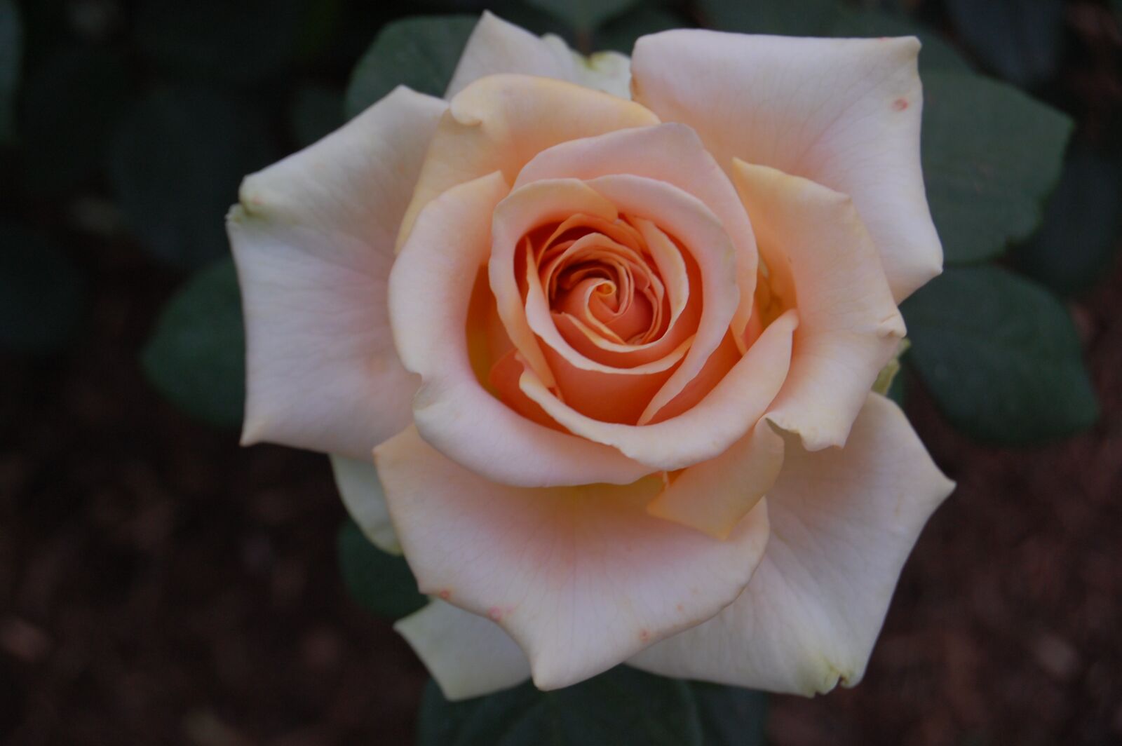 Nikon D40 sample photo. Flower, botanical garden, botanical photography