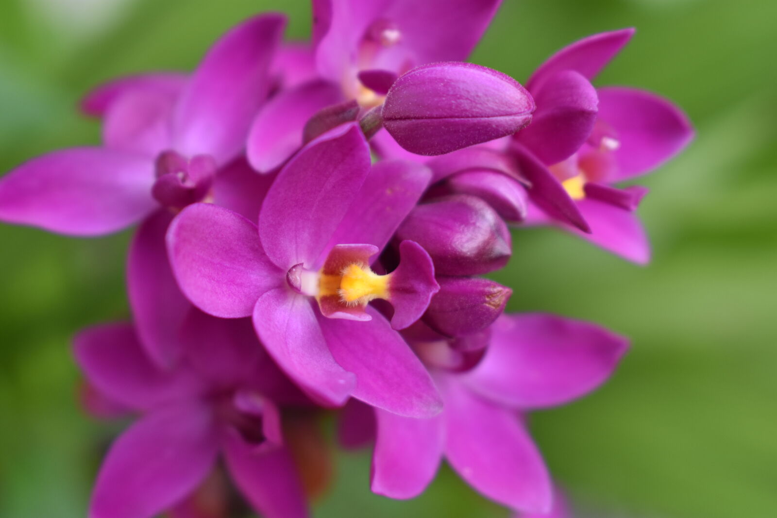 Nikon D3400 sample photo. Orchid photography