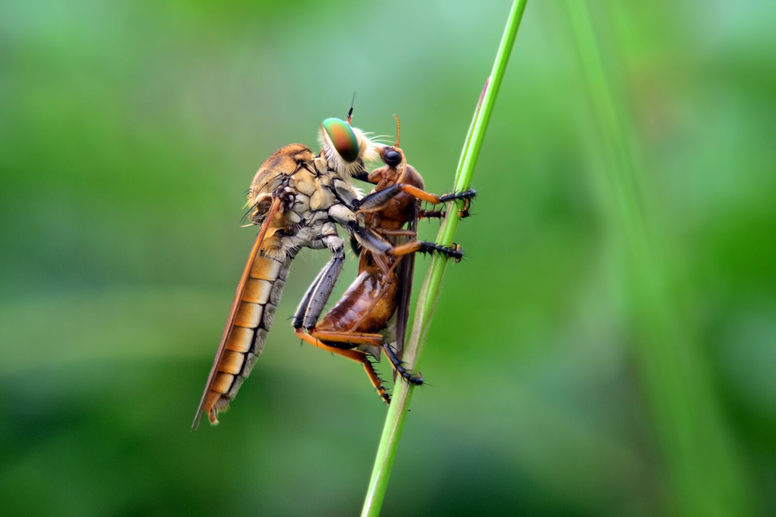 Nikon D3100 sample photo. Large, eating, flies photography