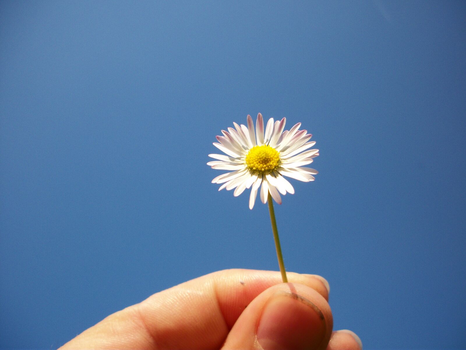 Kodak EASYSHARE M341 DIGITAL CAMERA sample photo. Hand, flower, f photography