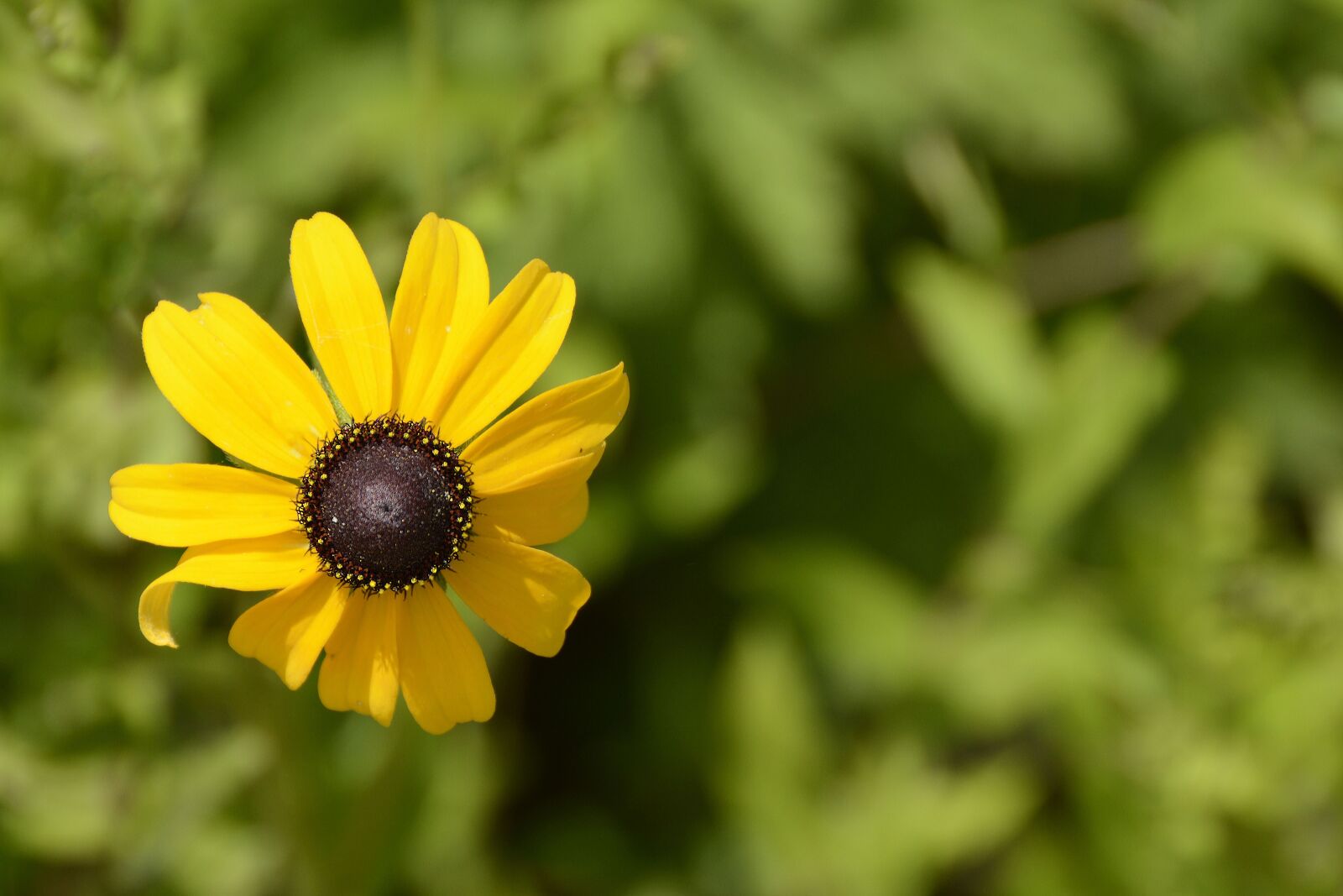 Nikon D7100 sample photo. Rudbekie, plant, rudbekia photography