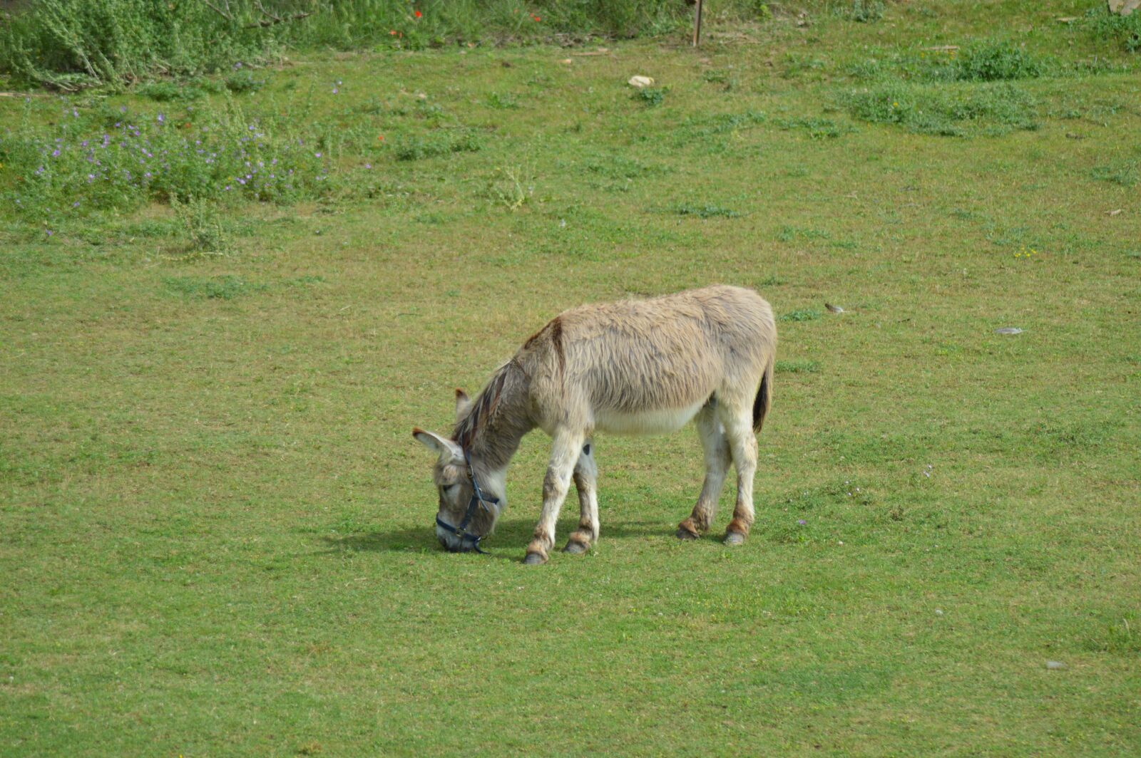 Nikon D3200 sample photo. Donkey, animal, prairie photography