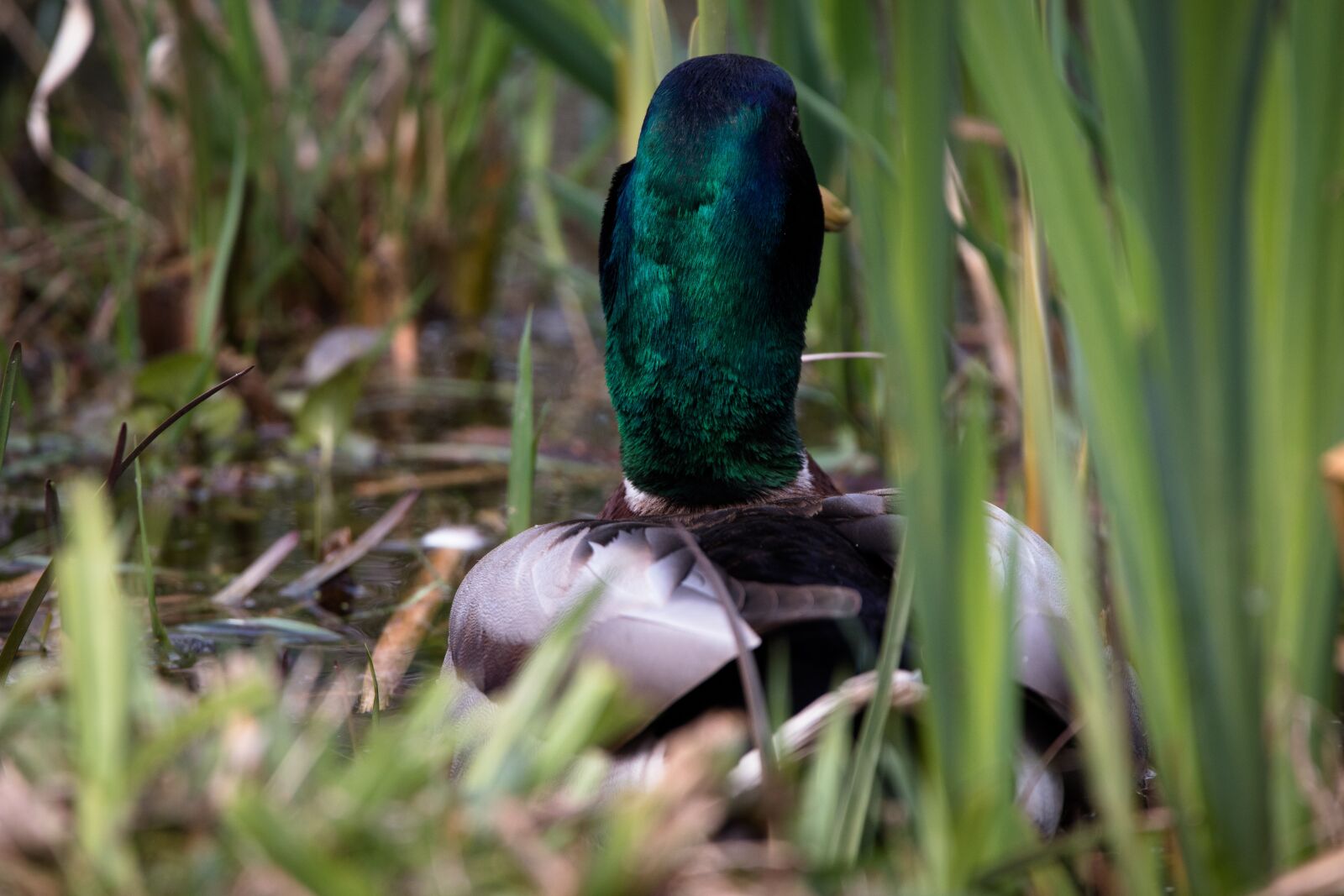 150-600mm F5-6.3 DG OS HSM | Contemporary 015 sample photo. Duck, water bird, swim photography