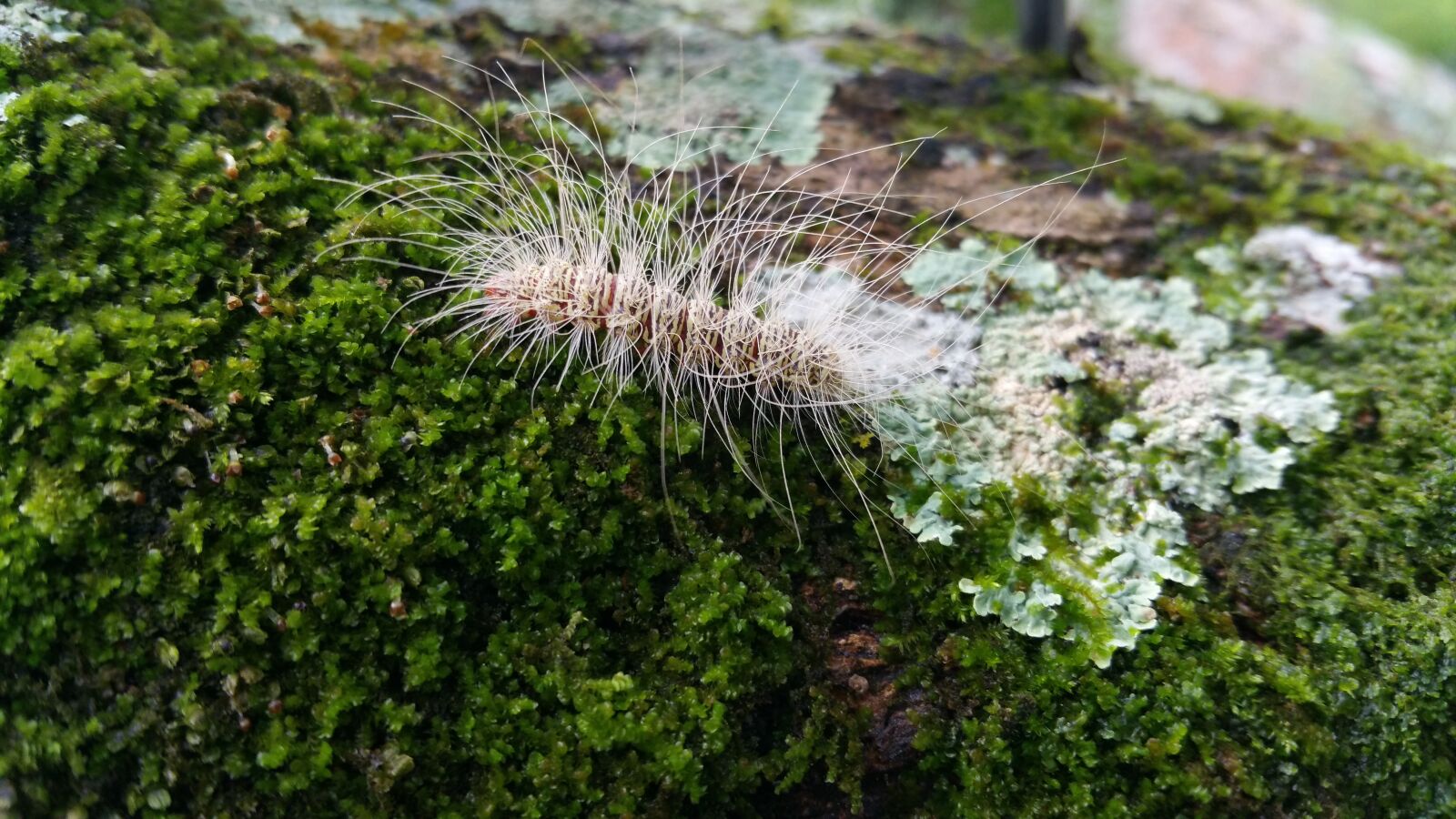 Samsung Galaxy Note4 sample photo. Worm, insect, hair photography