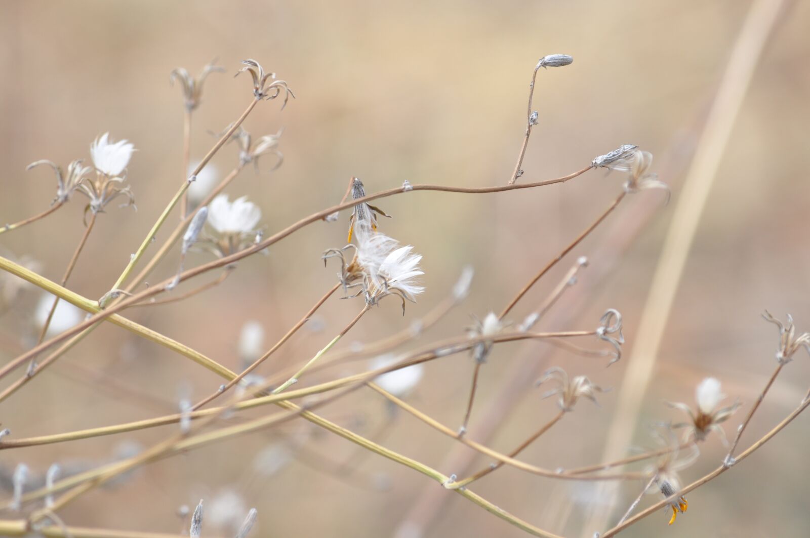 Nikon D5000 sample photo. Autumn flowers, nature, color photography