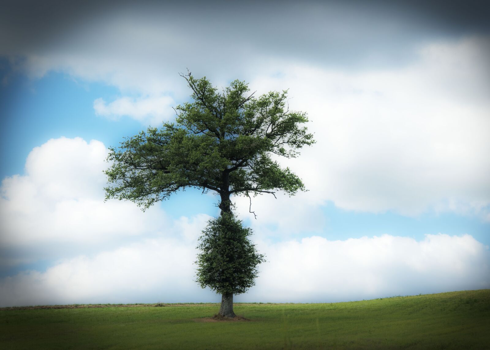 Nikon D5600 sample photo. Tree, hill, landscape photography