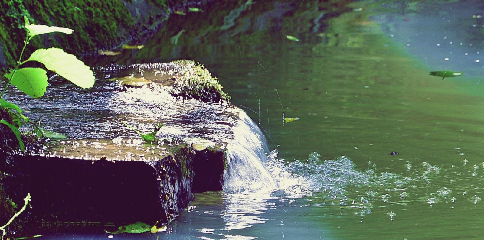 Nikon D7100 sample photo. Forest, source, water photography