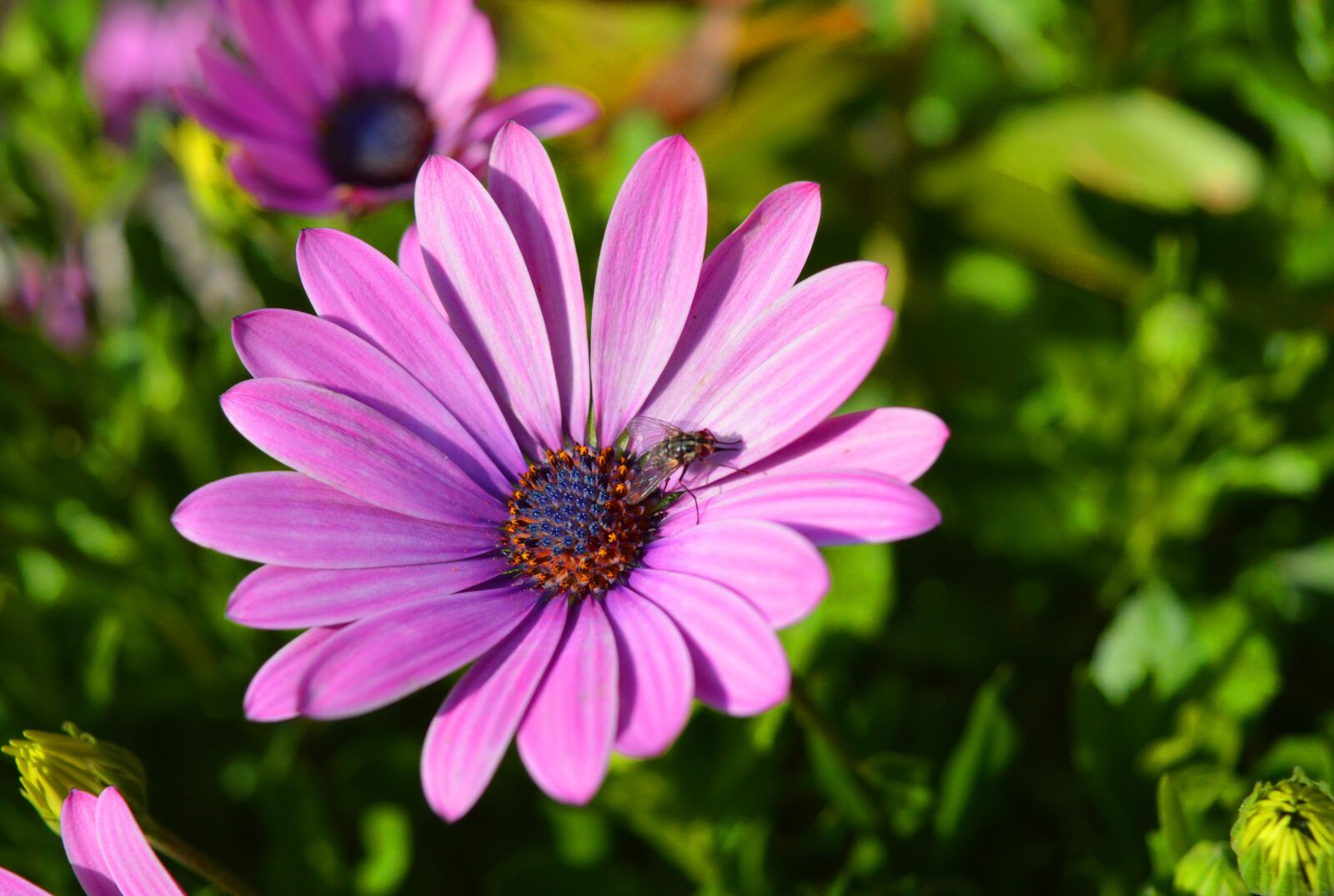 Nikon D3200 sample photo. Flower, blossom, bloom photography
