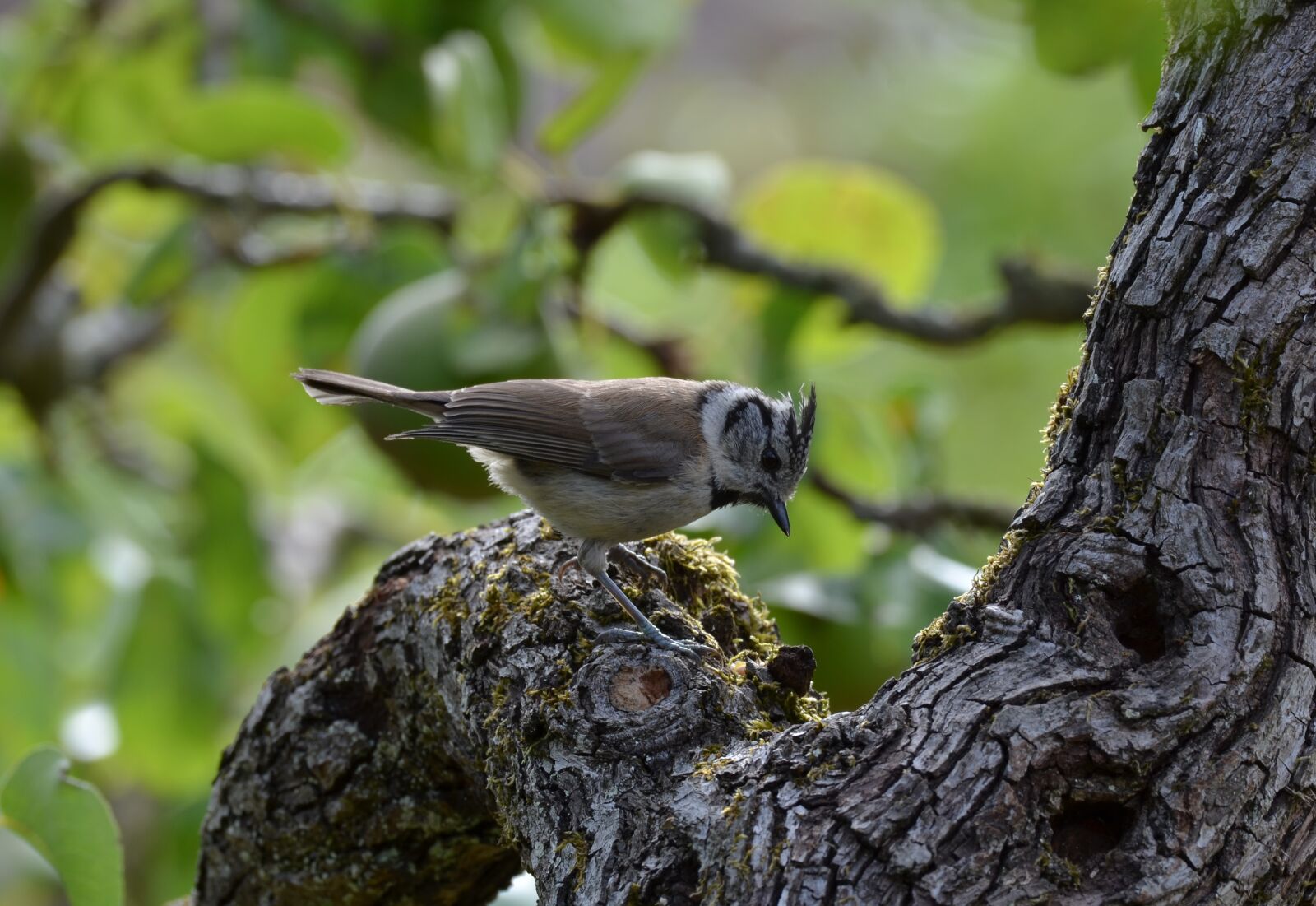 Nikon D5100 sample photo. Greattit, bird, tree photography