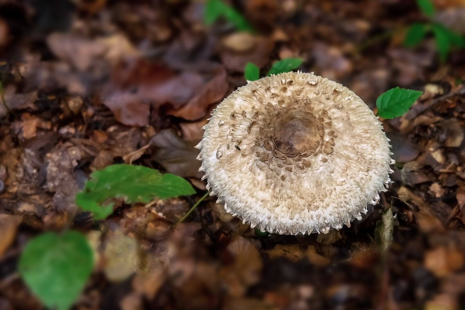 Olympus M.Zuiko Digital ED 14-150mm F4-5.6 II sample photo. Fungus, mushroom, forest photography