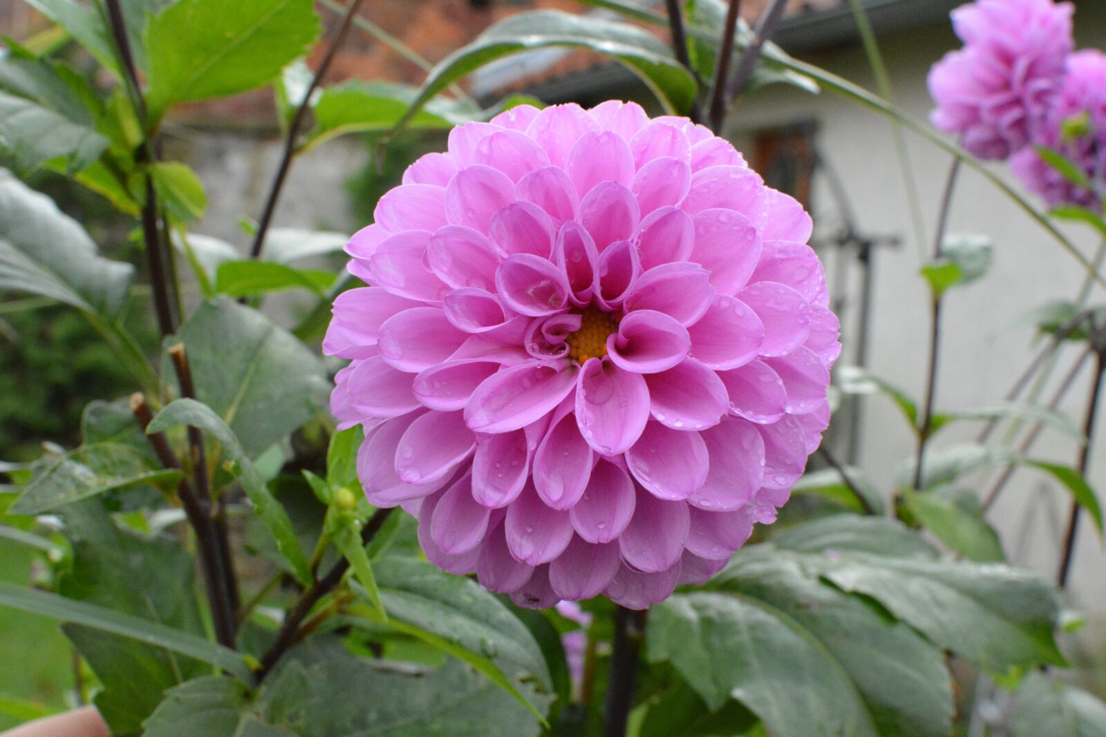 Nikon D5200 sample photo. Flower, pink, nature photography