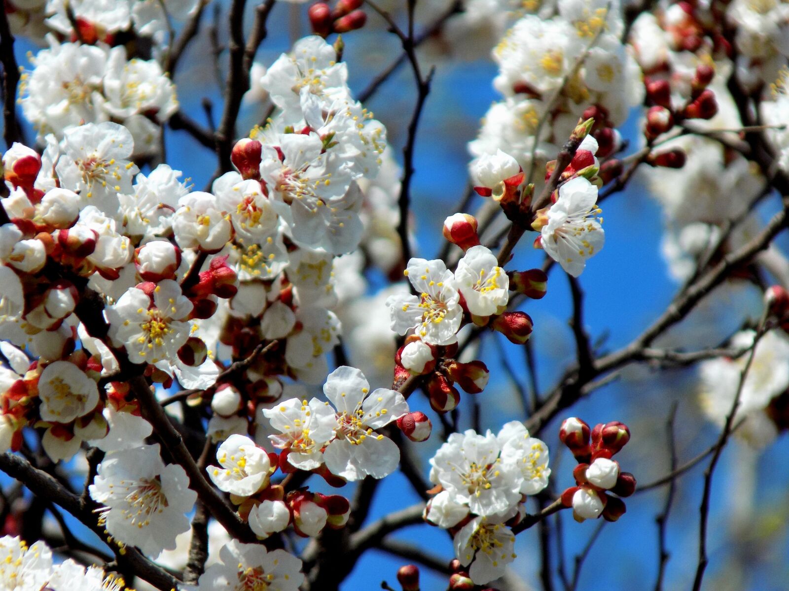 Nikon COOLPIX L330 sample photo. Tree, cherry, flower photography