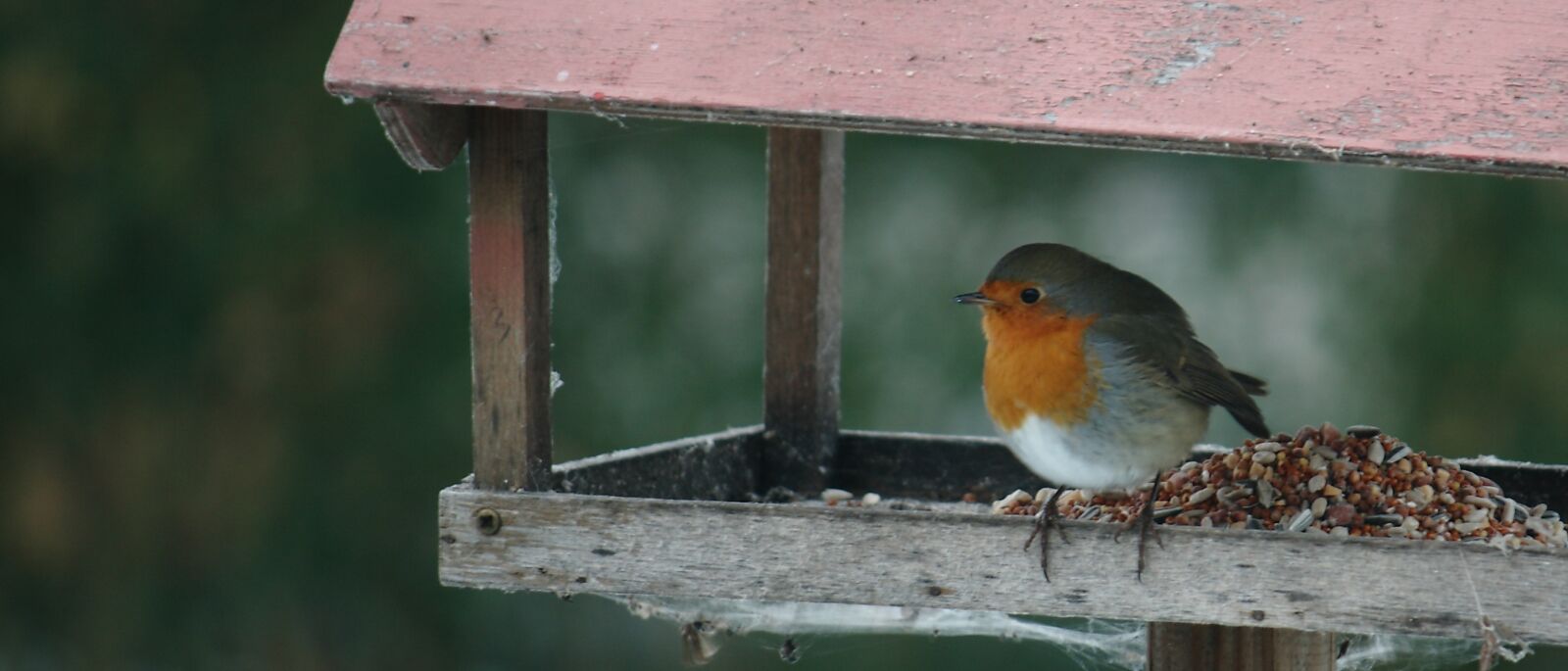 Canon EOS 400D (EOS Digital Rebel XTi / EOS Kiss Digital X) sample photo. Bird, feed, compound board photography