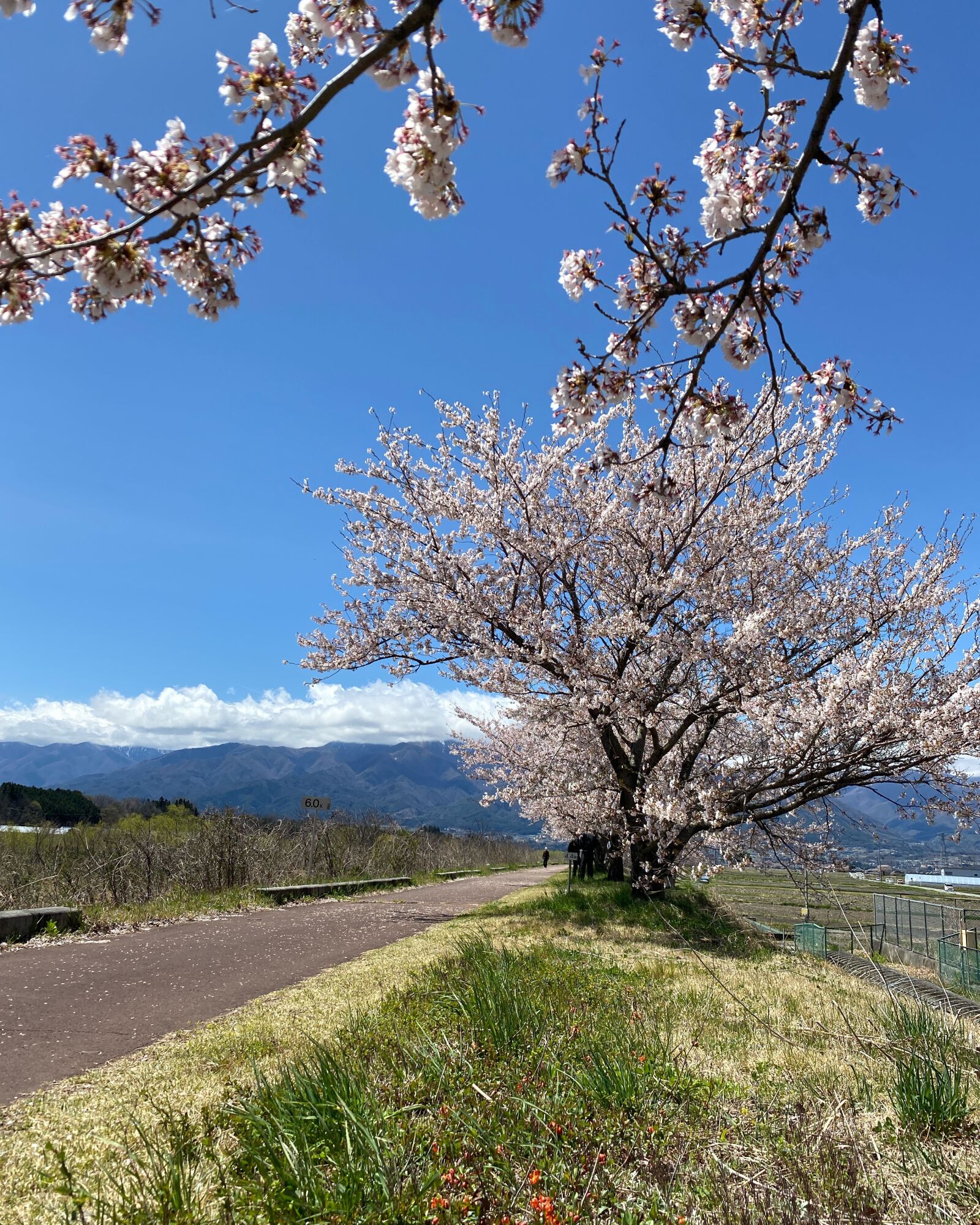 Apple iPhone 11 sample photo. Cherry blossoms, blue sky photography