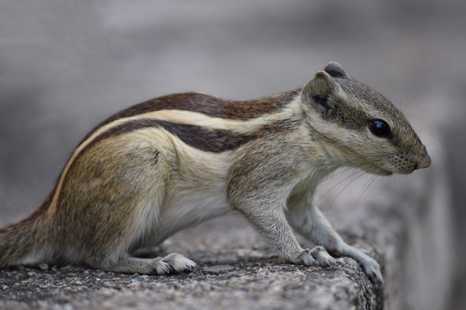 Nikon D3300 sample photo. Squirrel, nut, close up photography