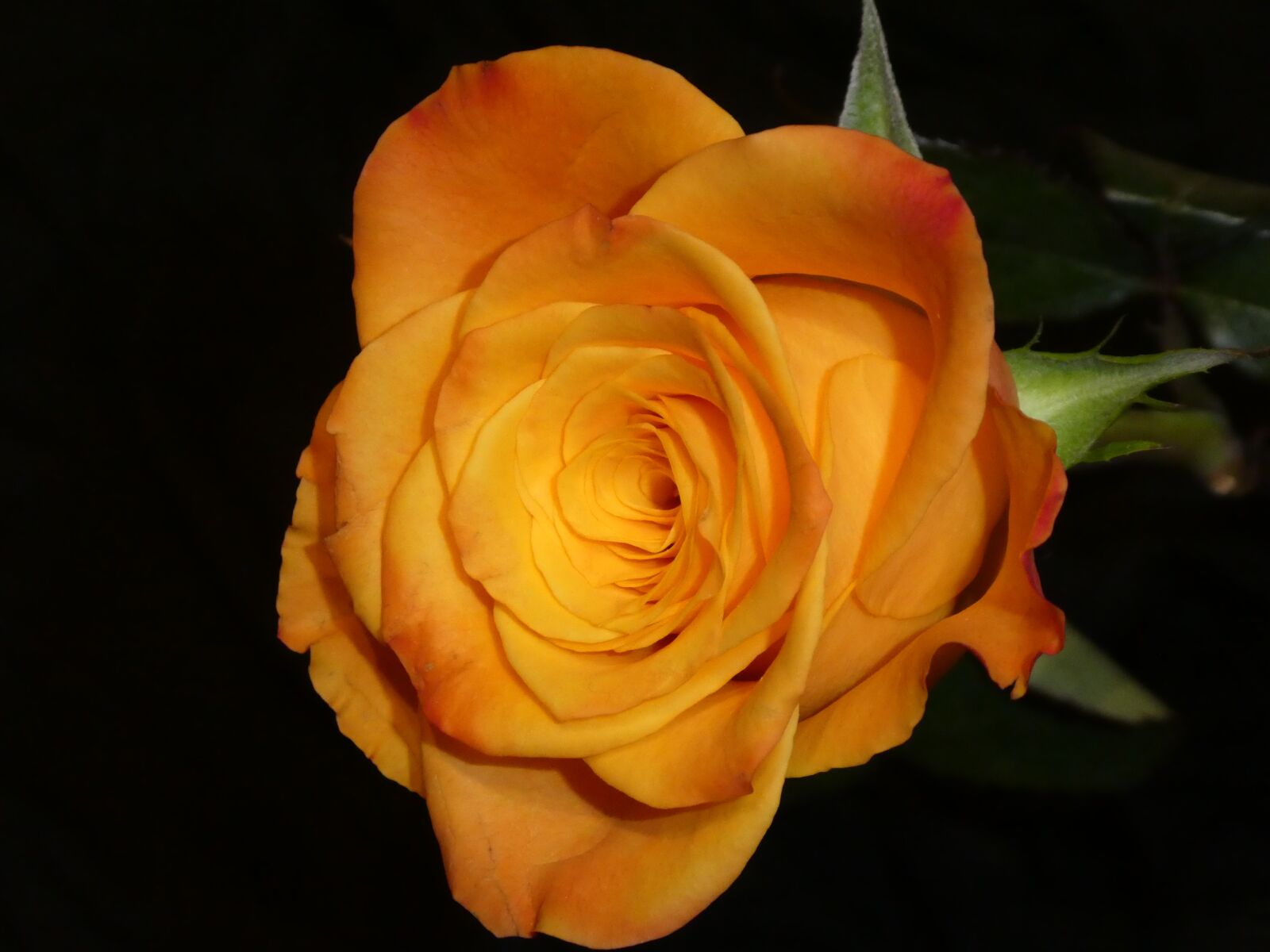 Panasonic DMC-TZ81 sample photo. Rose, close up, blossom photography