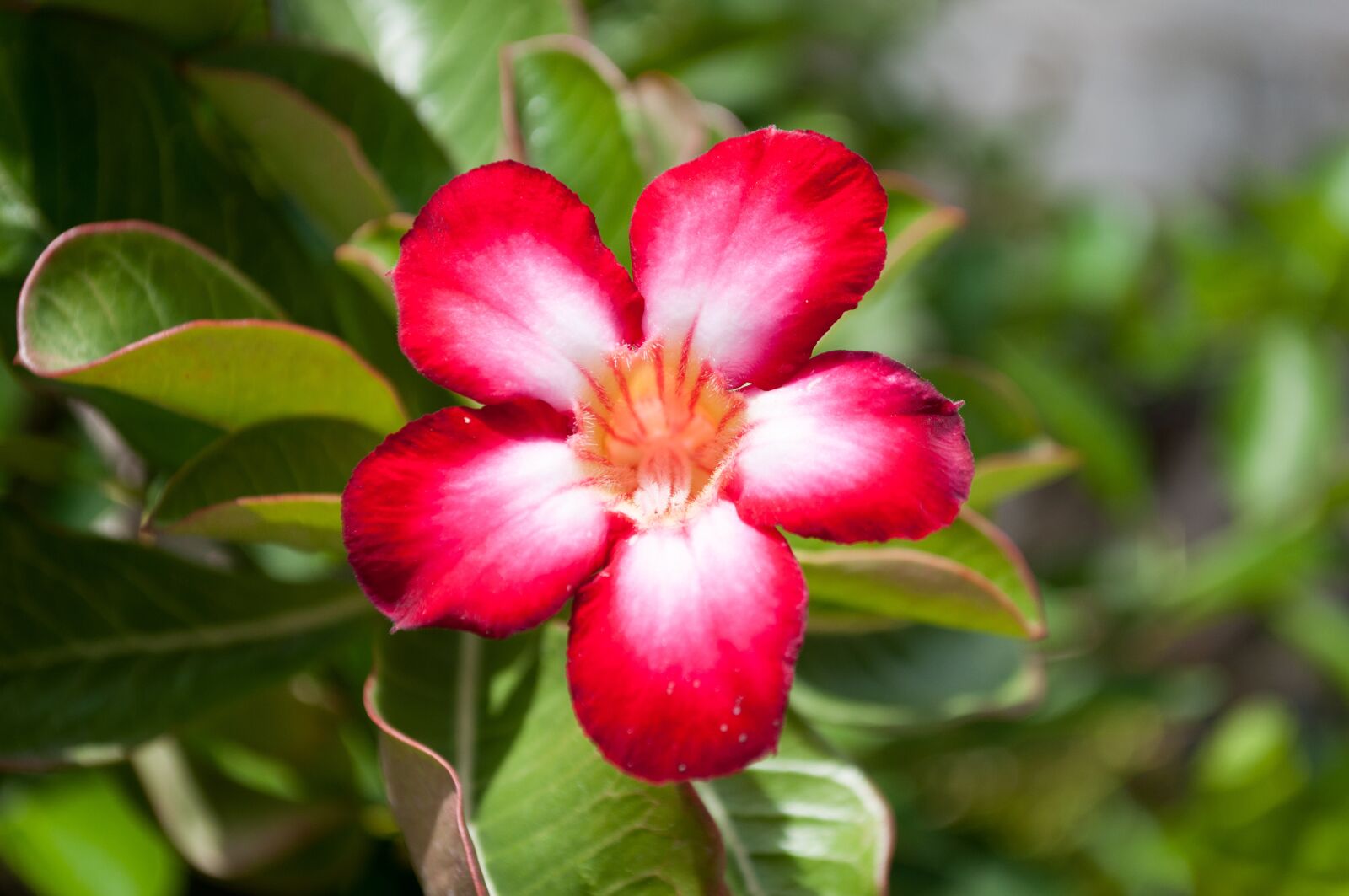 Nikon D90 sample photo. Flowers, invited to visit photography