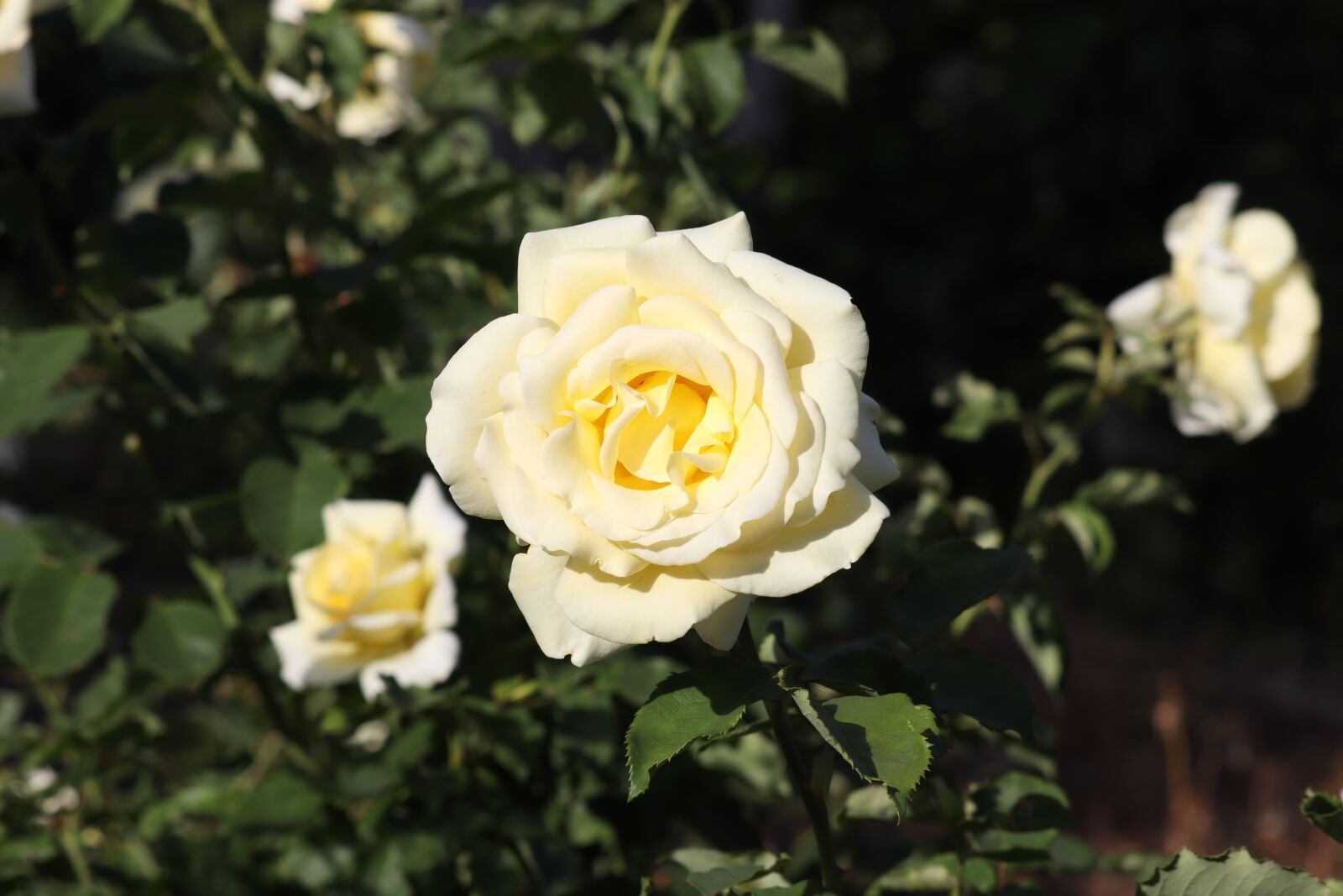 Canon EOS 250D (EOS Rebel SL3 / EOS Kiss X10 / EOS 200D II) sample photo. Flower, petal, plant photography