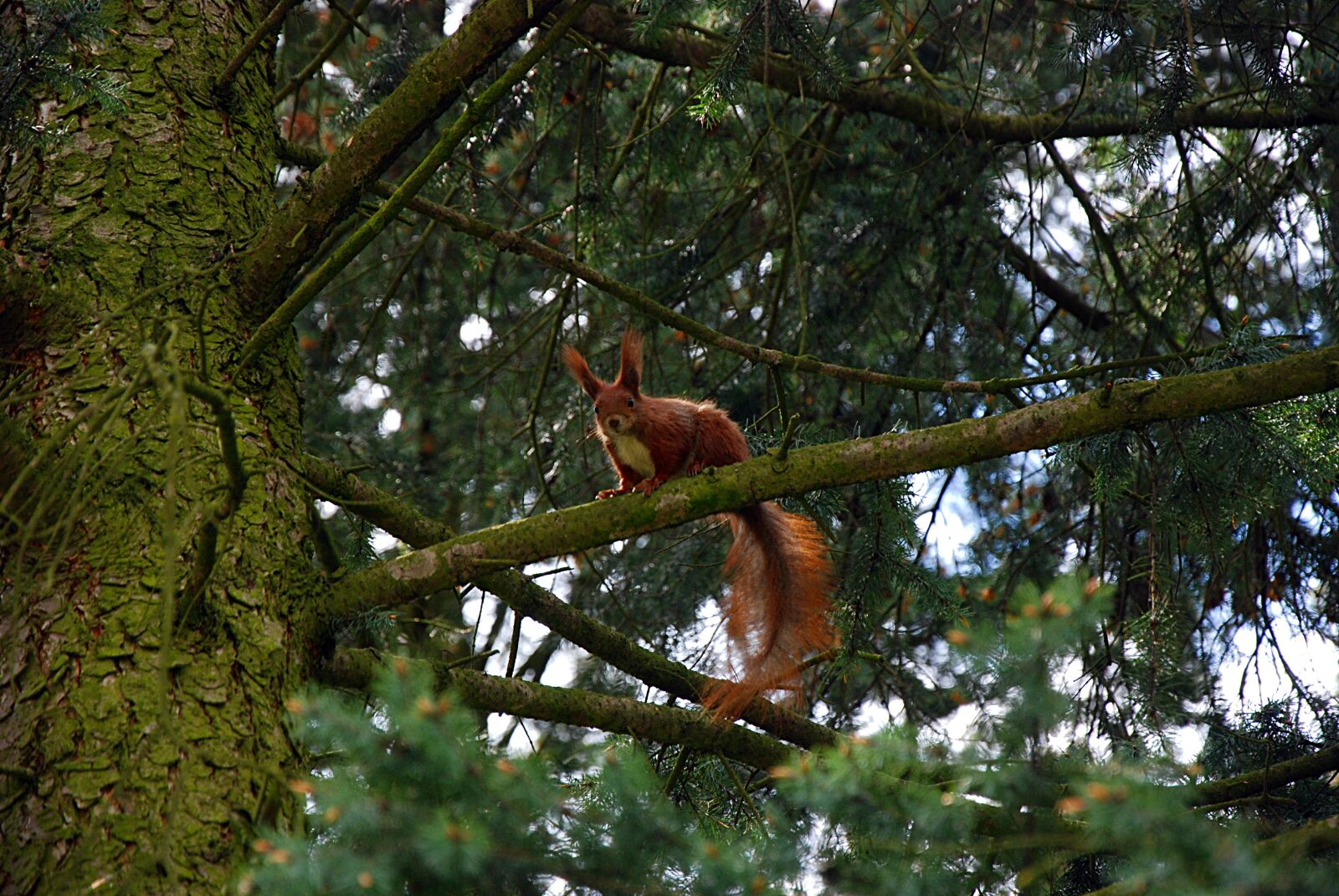 Nikon D80 sample photo. The squirrel, forest, tree photography