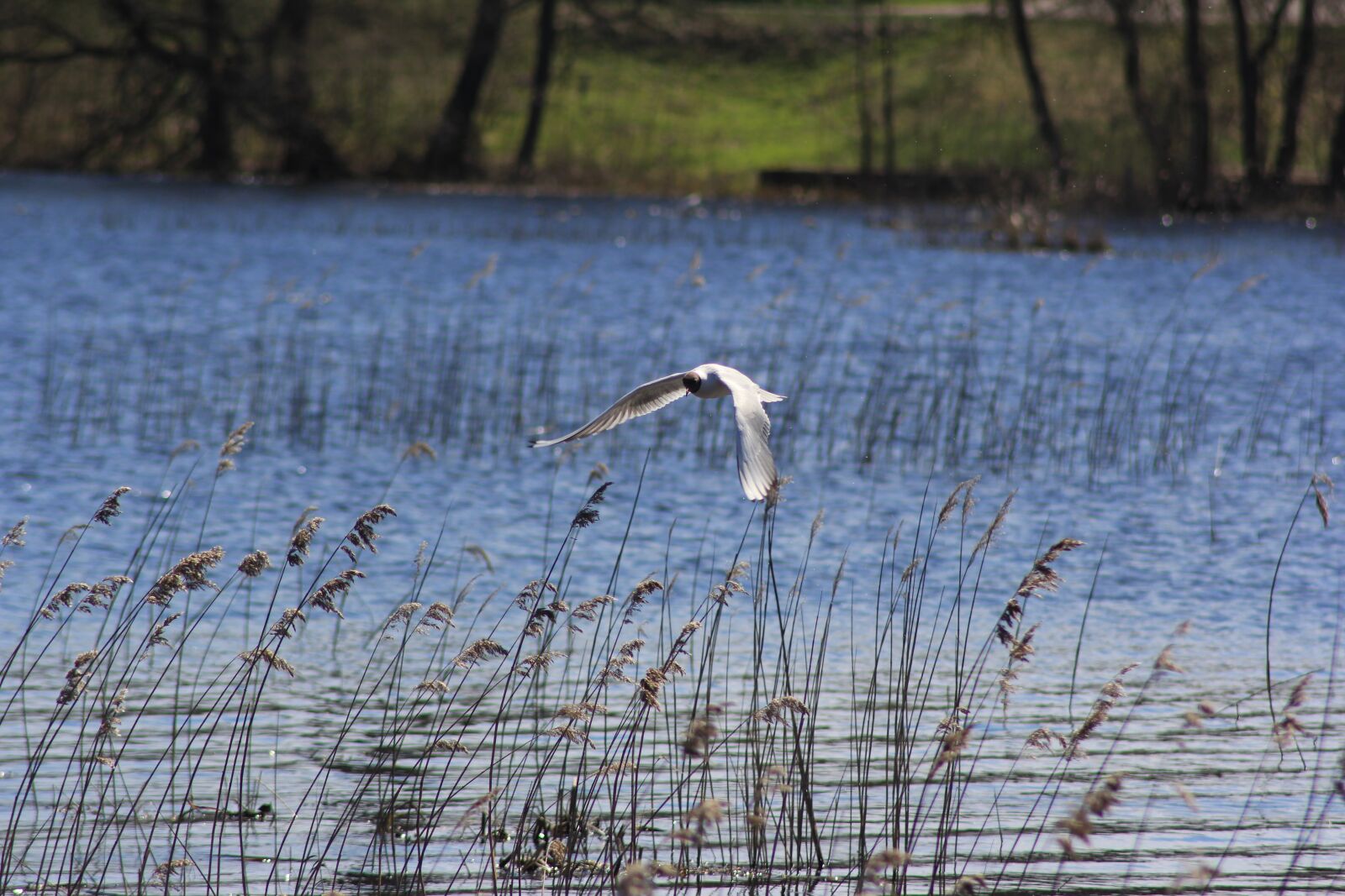 Canon EOS 60D sample photo. Water, nature, lake photography