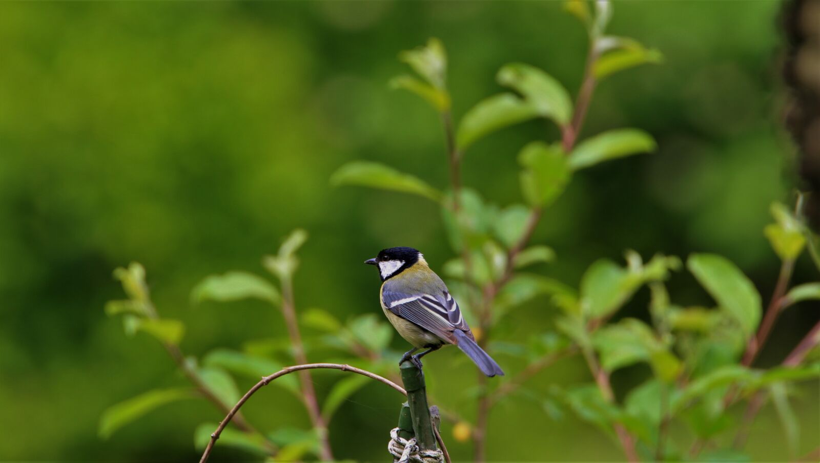 Canon EOS 7D sample photo. Tit, bird, songbird photography
