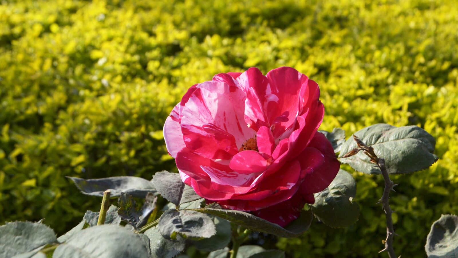 Nikon D3100 sample photo. Flower, rose, nature photography