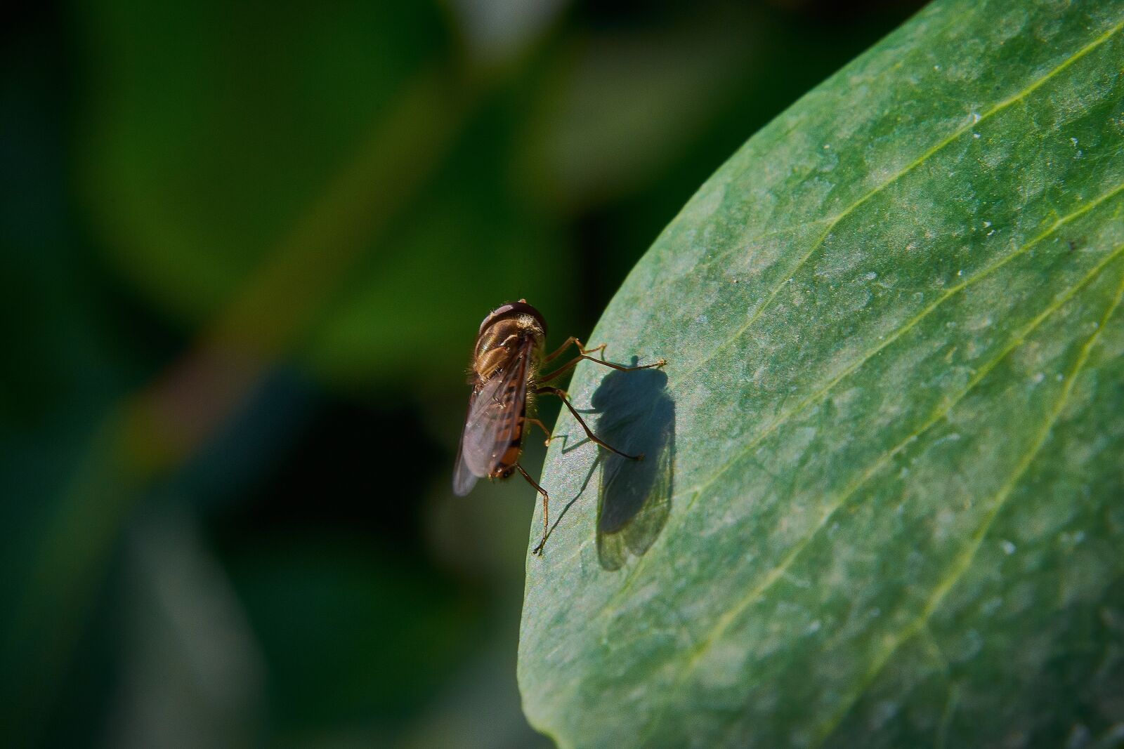Nikon D7200 sample photo. Insect, wasp, wing photography