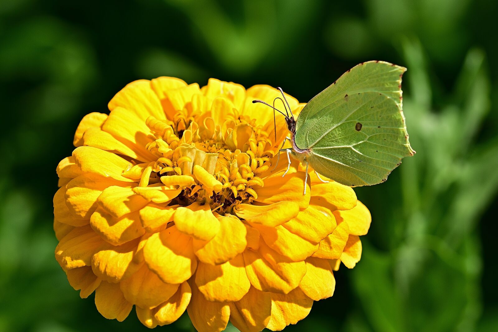 Nikon D5200 sample photo. Butterfly, gonepteryx rhamni, zinnia photography