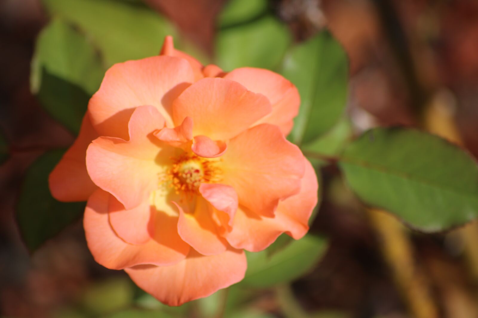 Canon EOS 750D (EOS Rebel T6i / EOS Kiss X8i) sample photo. Rose, orange rose, peach photography
