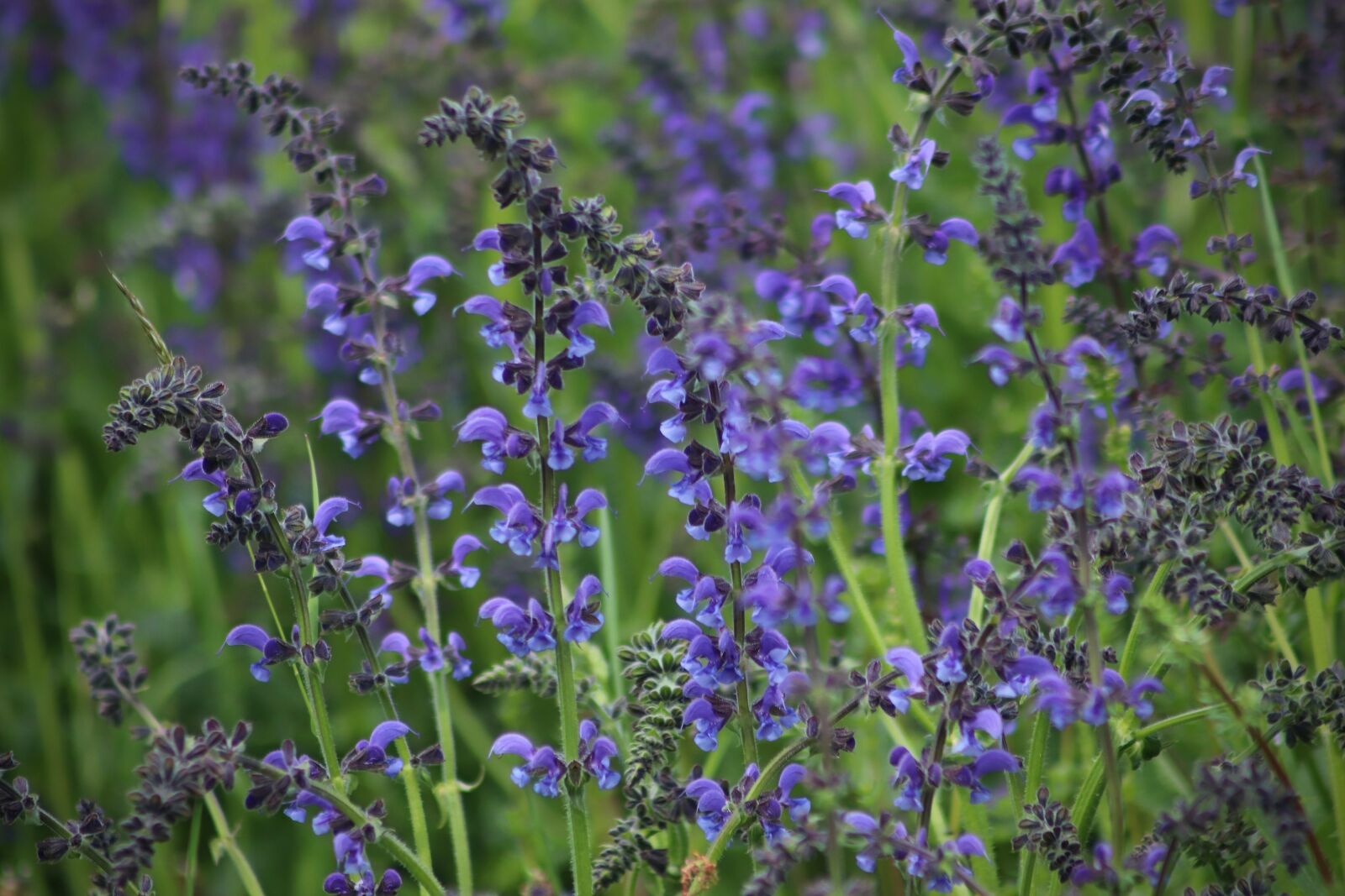 Canon EOS 800D (EOS Rebel T7i / EOS Kiss X9i) sample photo. Sage, wild sage, salvia photography