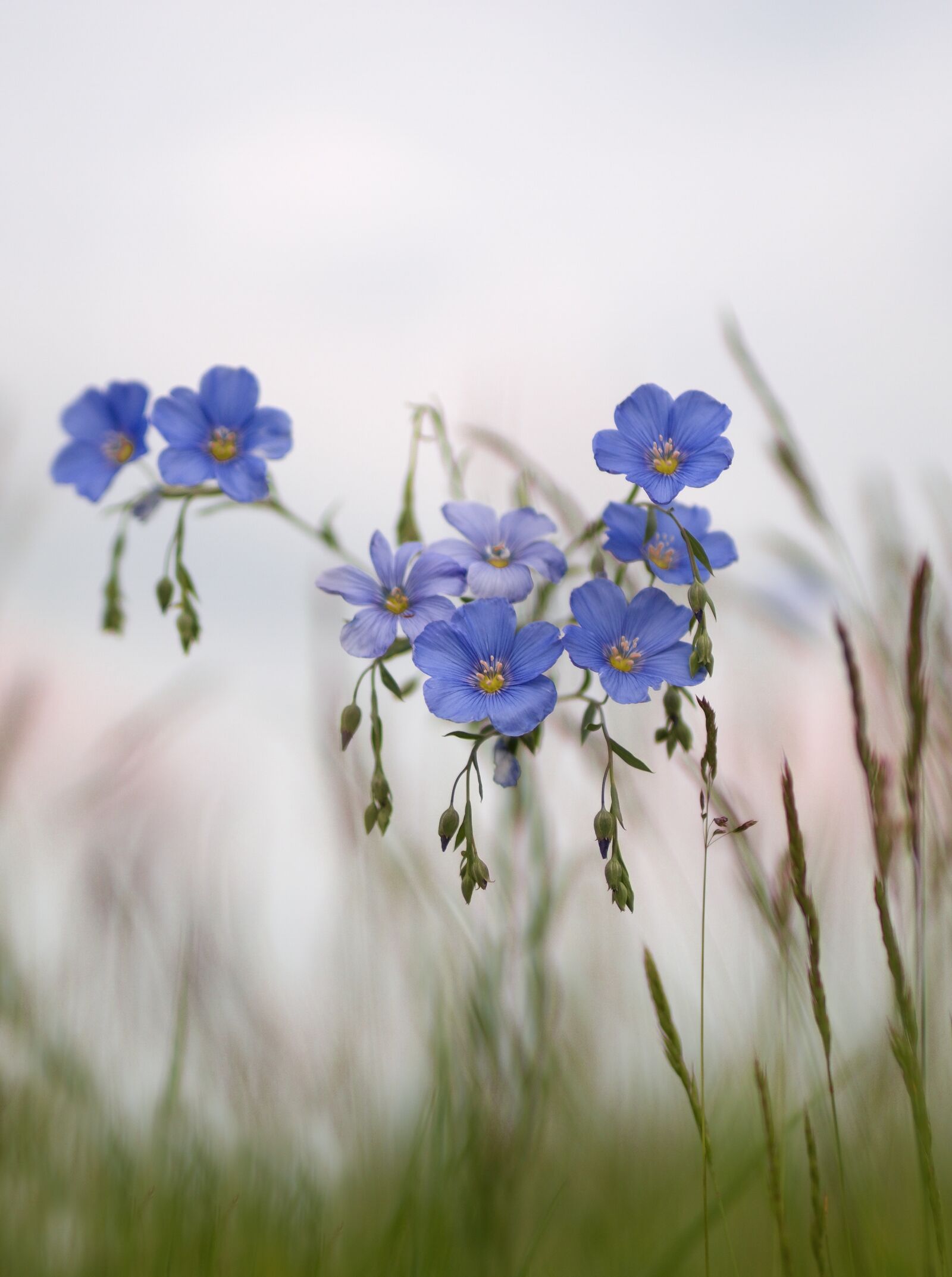 Sony ILCA-77M2 + Minolta AF 50mm F1.4 [New] sample photo. Flower, blue, meadow photography
