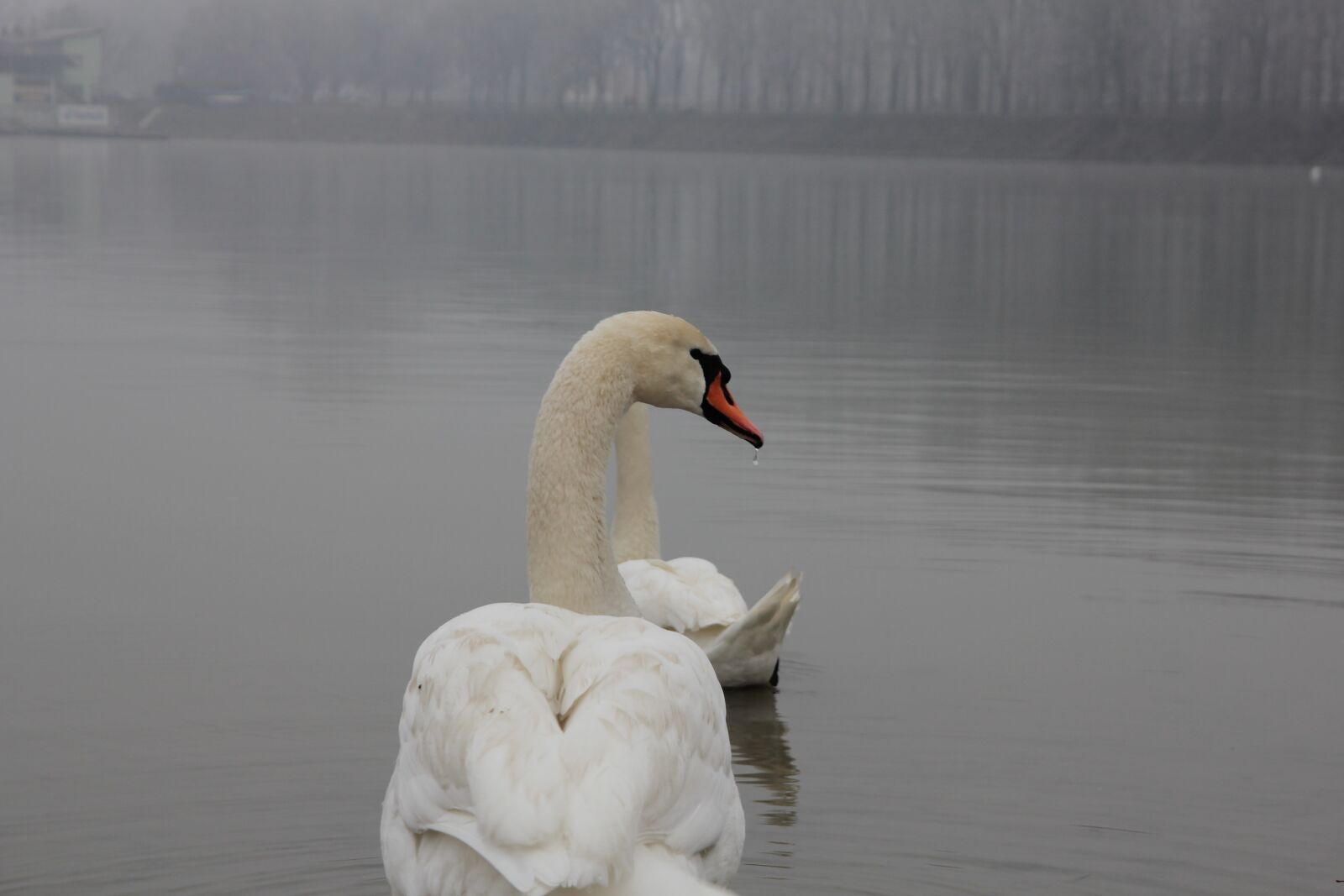 Sigma 17-70mm F2.8-4 DC Macro OS HSM sample photo. Swan, fog, waterdrop, birds photography