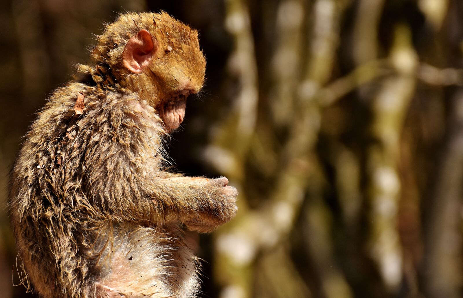 Nikon D7200 sample photo. Barbary ape, cute, endangered photography