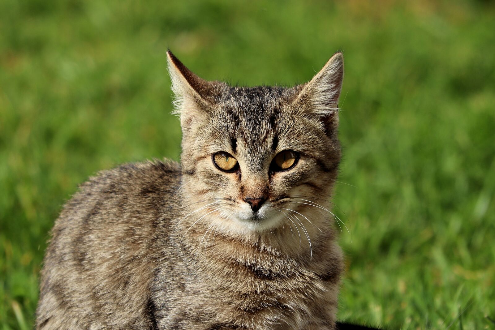 Canon EF 70-300 F4-5.6 IS II USM sample photo. Cat, pet, portrait photography