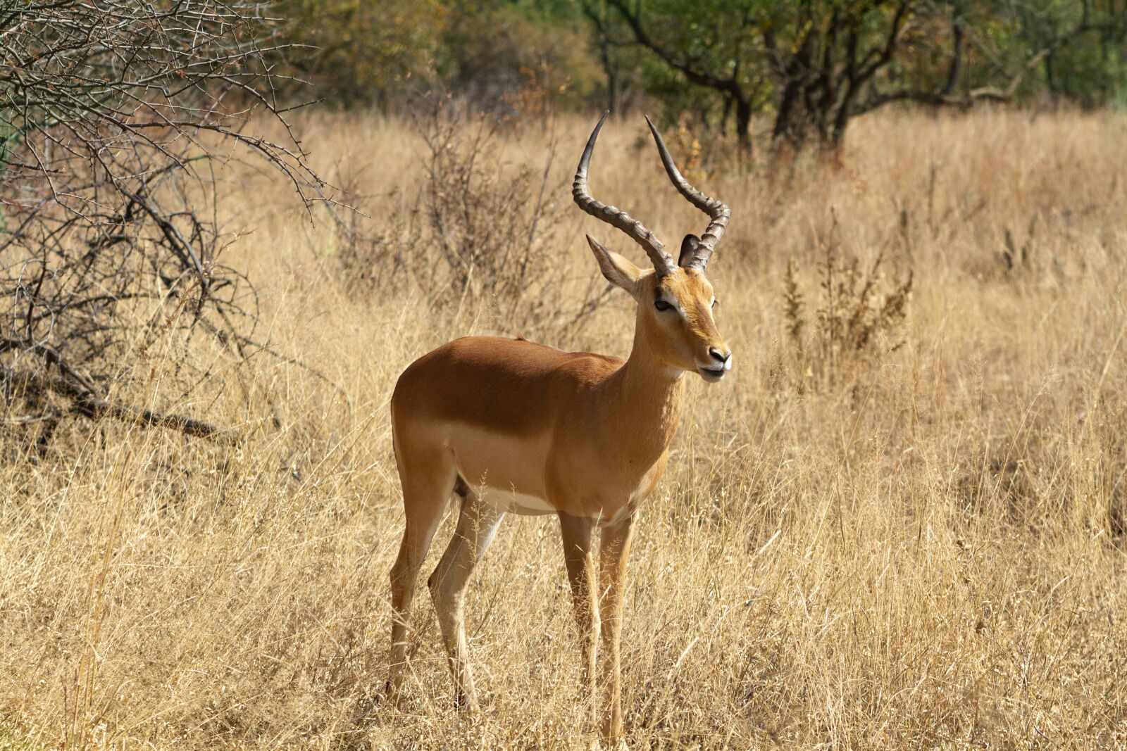 Canon EOS 7D sample photo. "Impala, rooibok, horns" photography