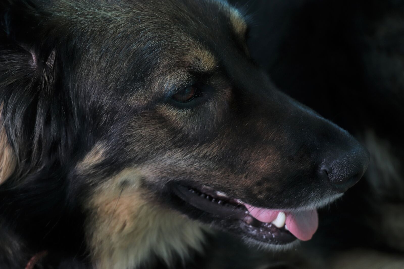 Canon EOS 77D (EOS 9000D / EOS 770D) sample photo. Dog, portrait, eyes photography