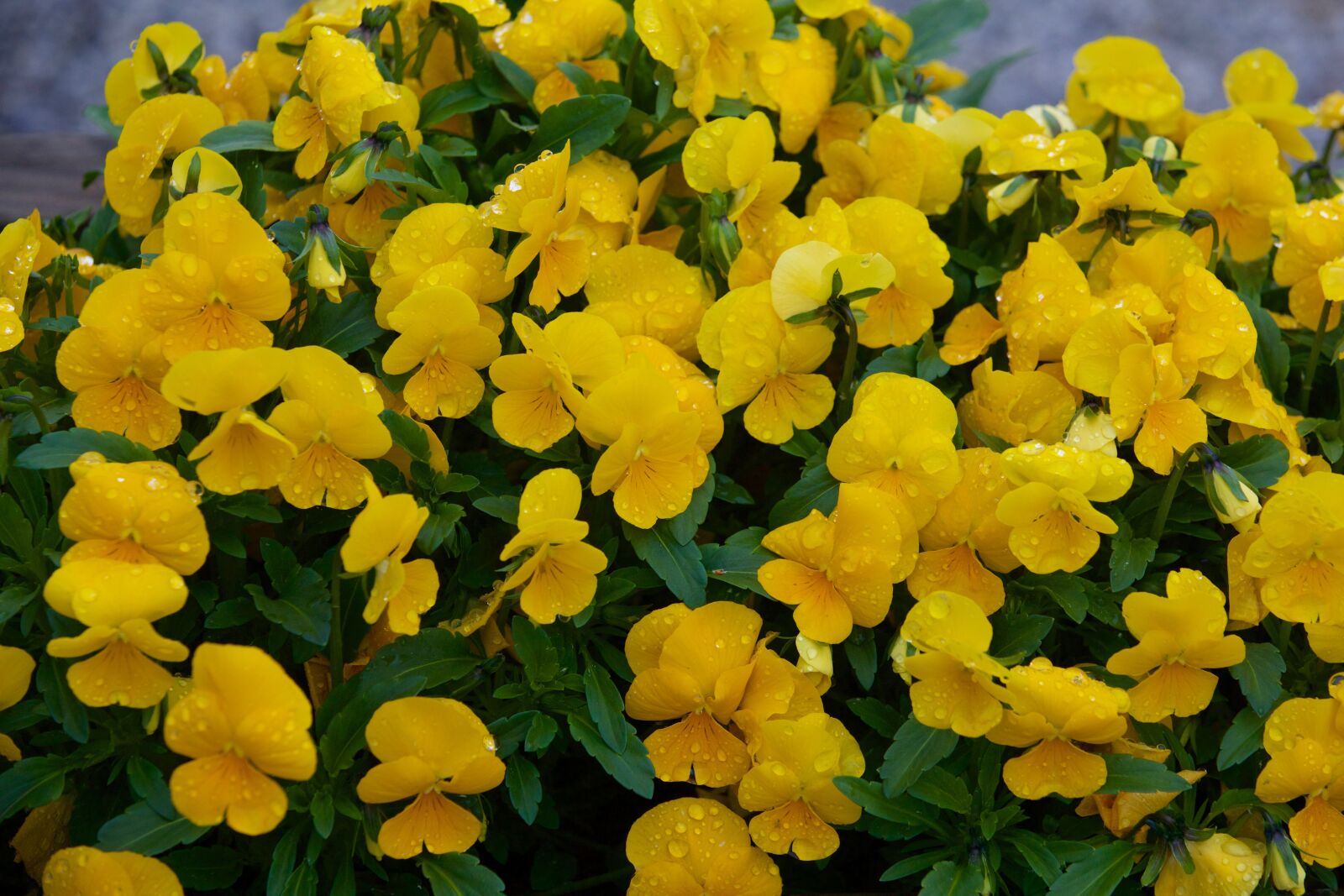 Canon EOS 5D Mark III sample photo. Thinking, flowers, nature photography