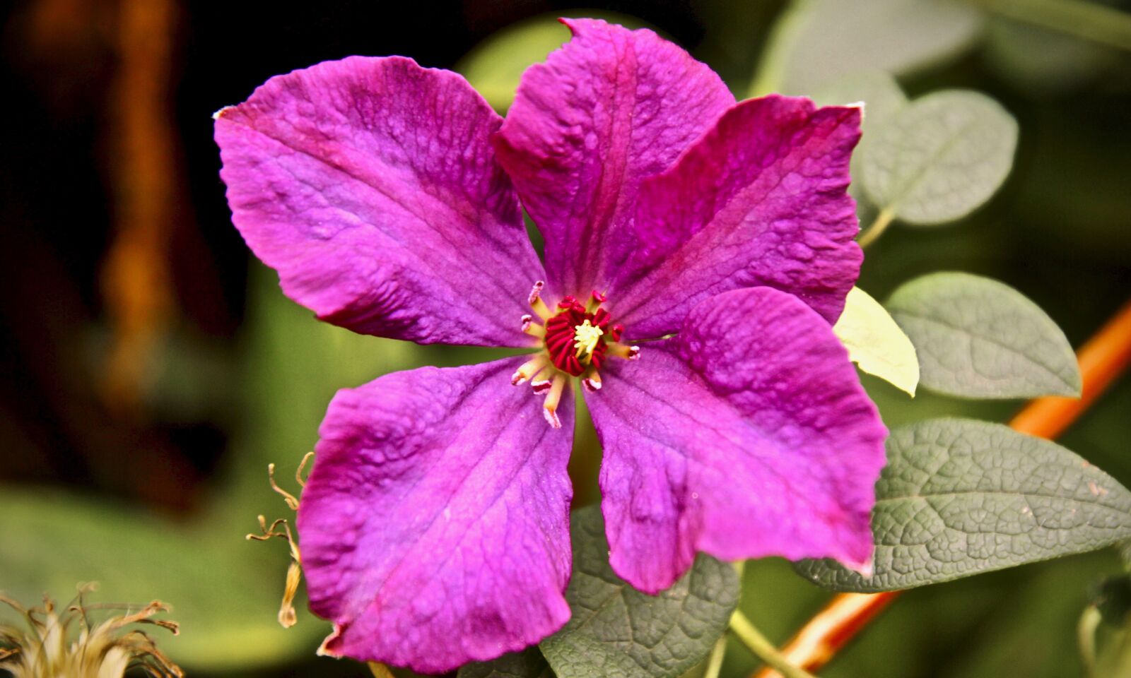 Canon EOS 60D sample photo. Flower, violet, purple flower photography
