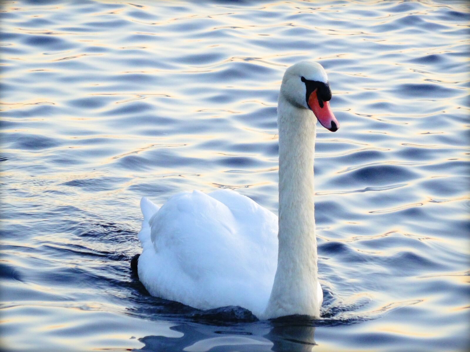 Sony Cyber-shot DSC-HX50V sample photo. Swan, water, bird photography