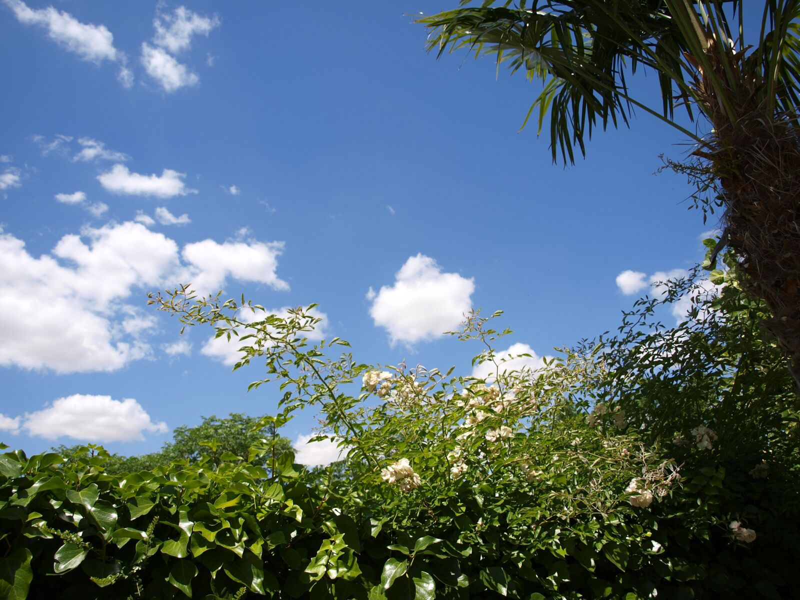 Olympus E-420 (EVOLT E-420) sample photo. Cloud, nature, summer photography