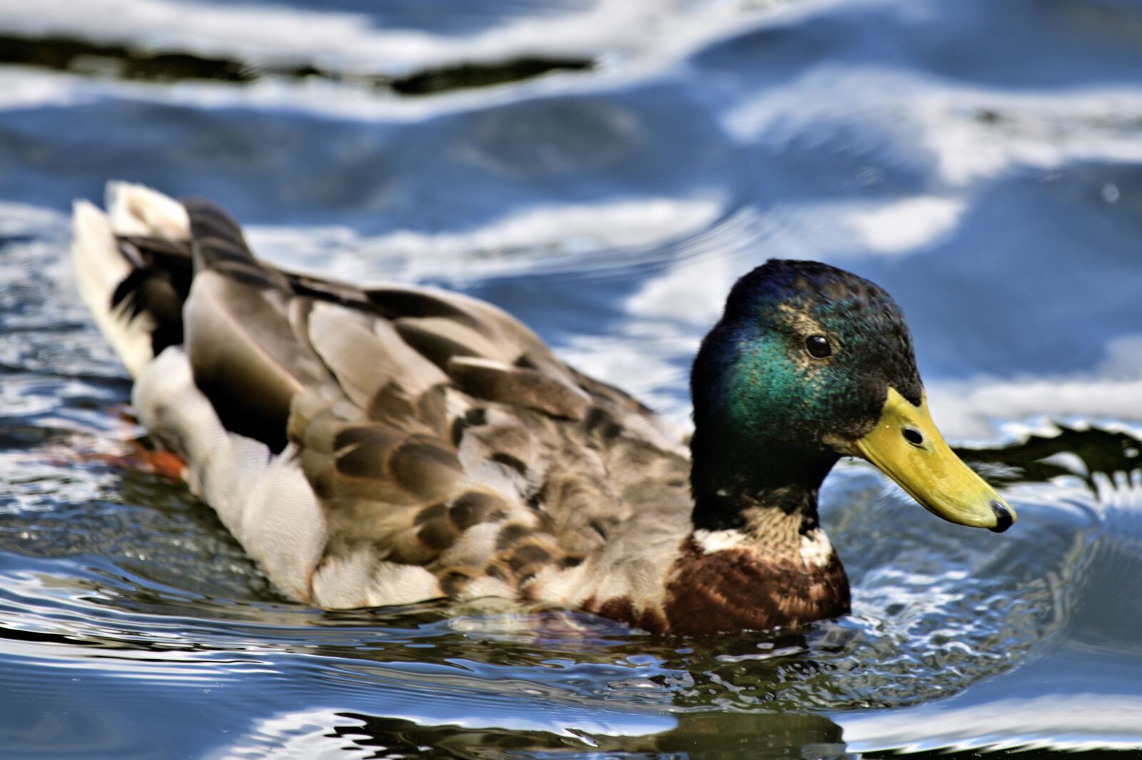 Nikon D850 sample photo. Duck, mallard, pond photography
