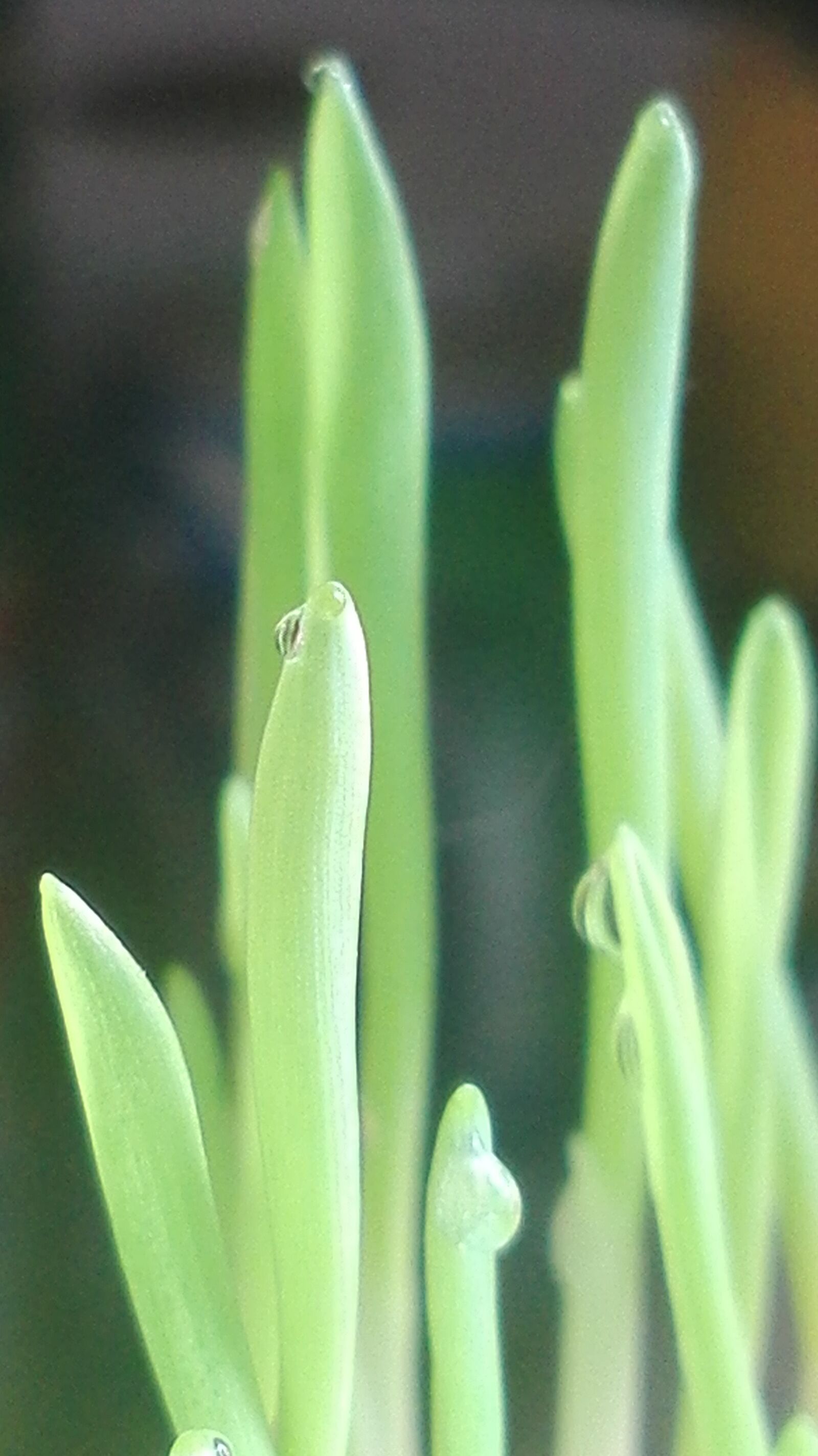 HUAWEI P8 Lite sample photo. Nature, fresh, herb photography