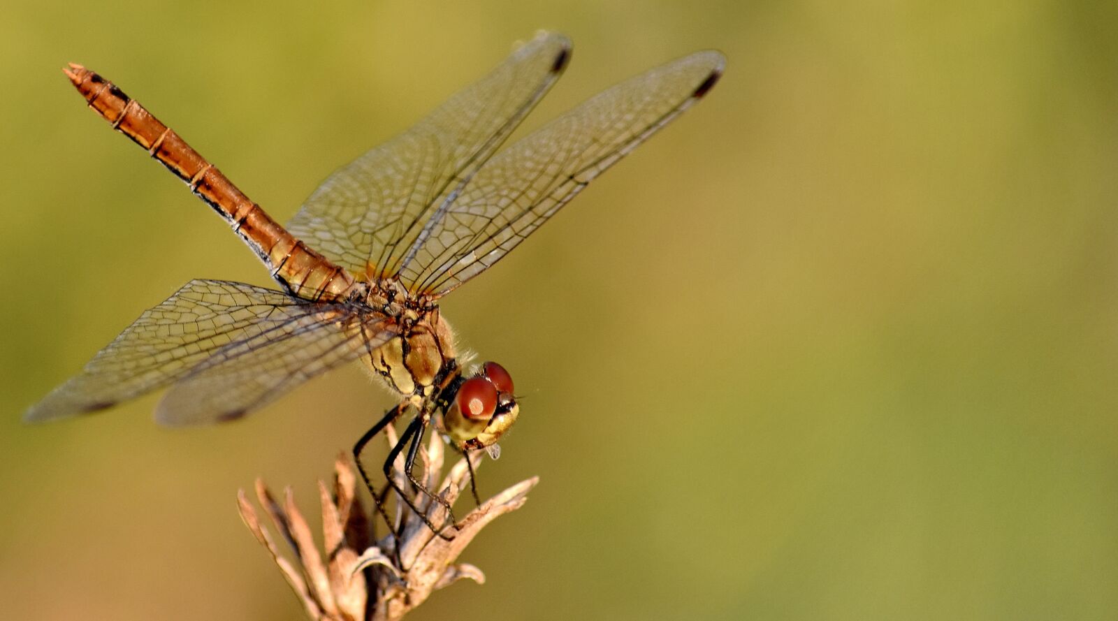Nikon D5500 sample photo. Body, close-up, dragonfly, head photography