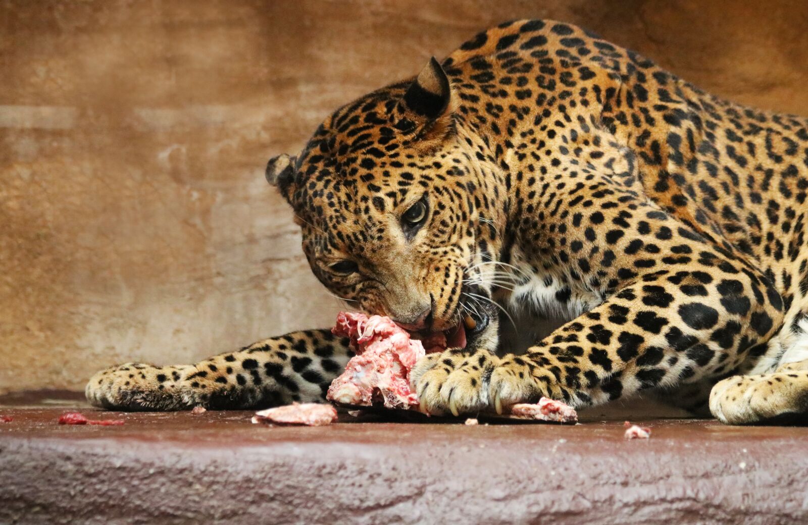 Canon EF 70-300mm F4-5.6 IS USM sample photo. Leopard, cat, animal photography