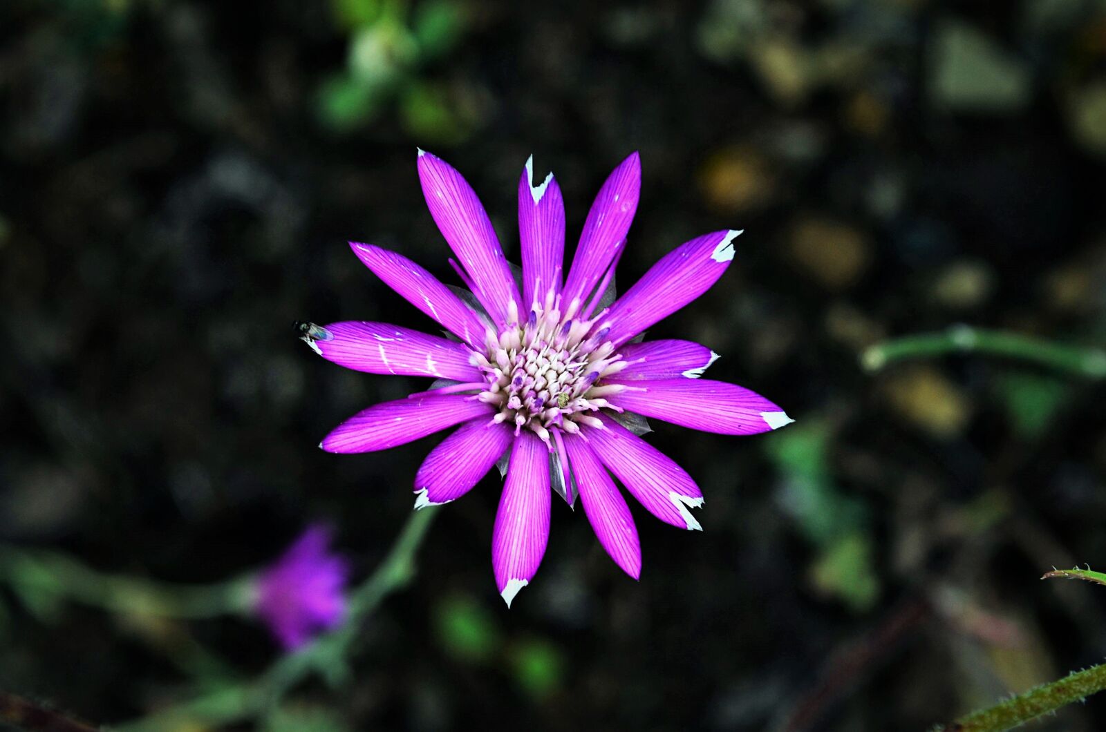 Nikon D5100 sample photo. Flower, chichewa live, vivid photography
