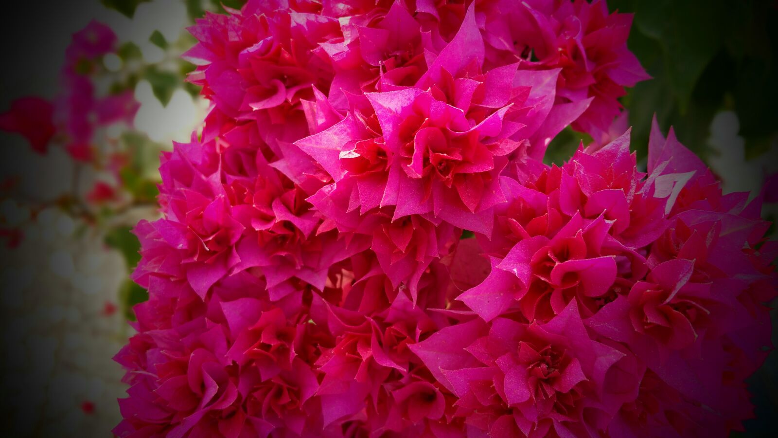 Samsung Galaxy Note4 sample photo. Red, flowers photography