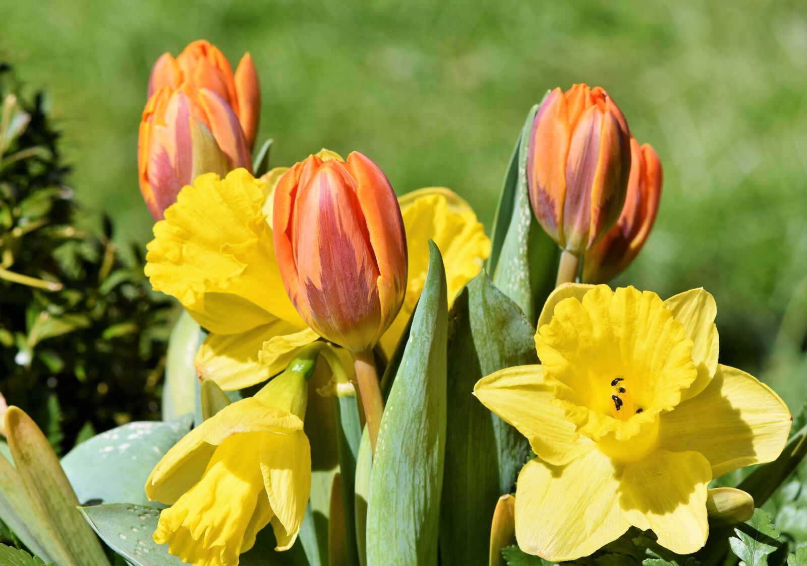 Nikon D7200 sample photo. Bouquet, daffodils, tulips photography