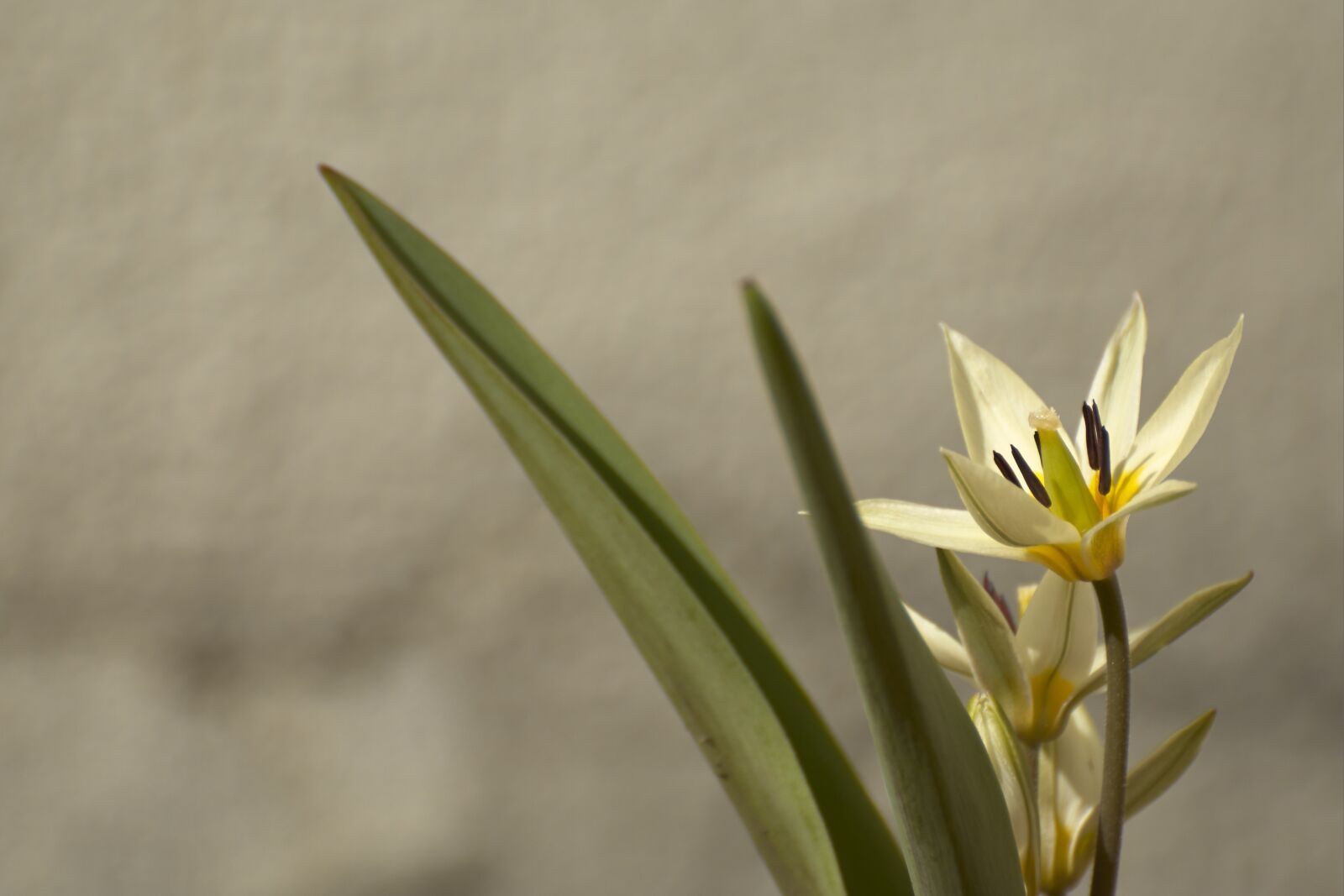 Nikon D2X sample photo. Cry tulip, tulip, plant photography